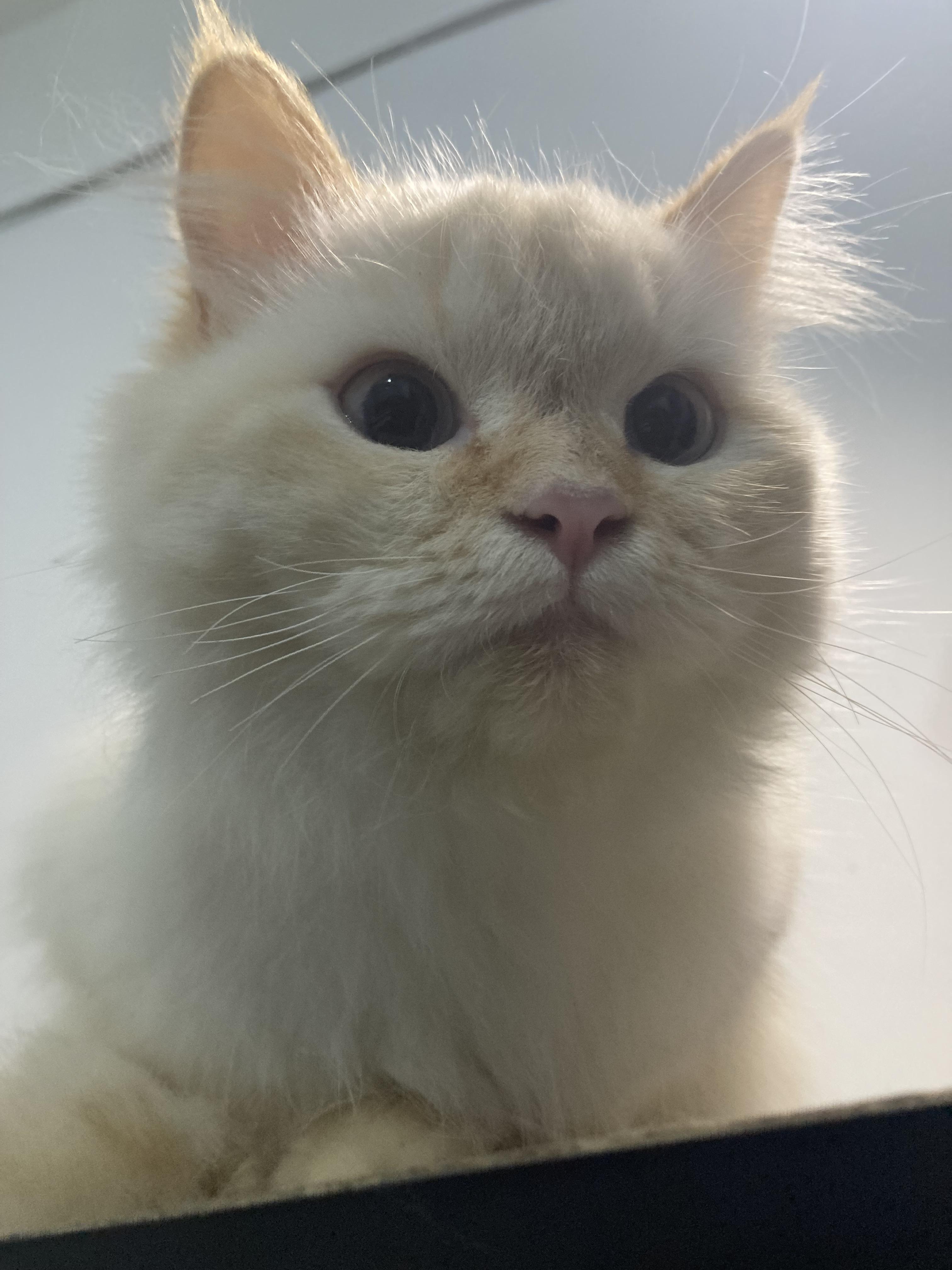 Enlarge Benny, a ADOPTABLE mixed breed in North York, ON image 5/6