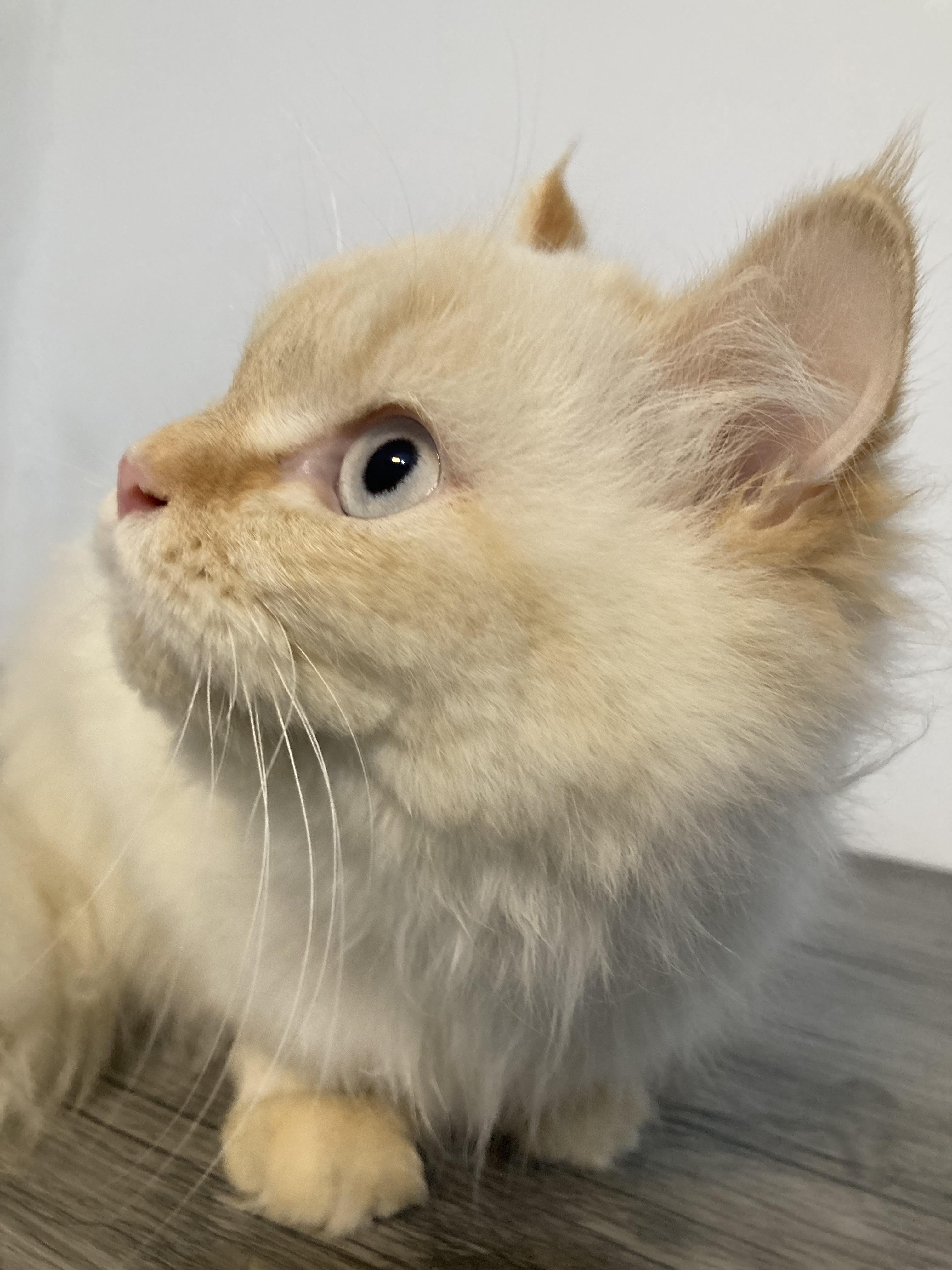 Enlarge Benny, a ADOPTABLE mixed breed in North York, ON image 4/6