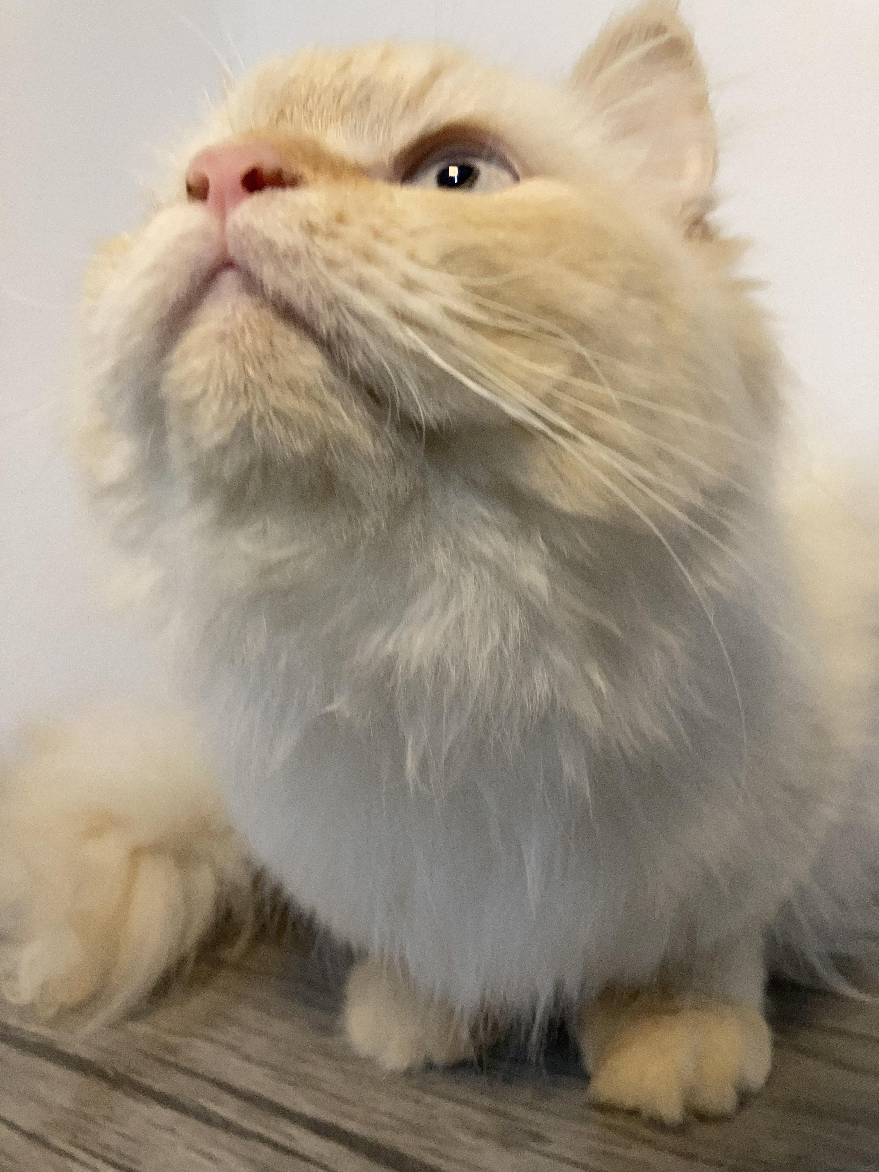 Enlarge Benny, a ADOPTABLE mixed breed in North York, ON image 2/6