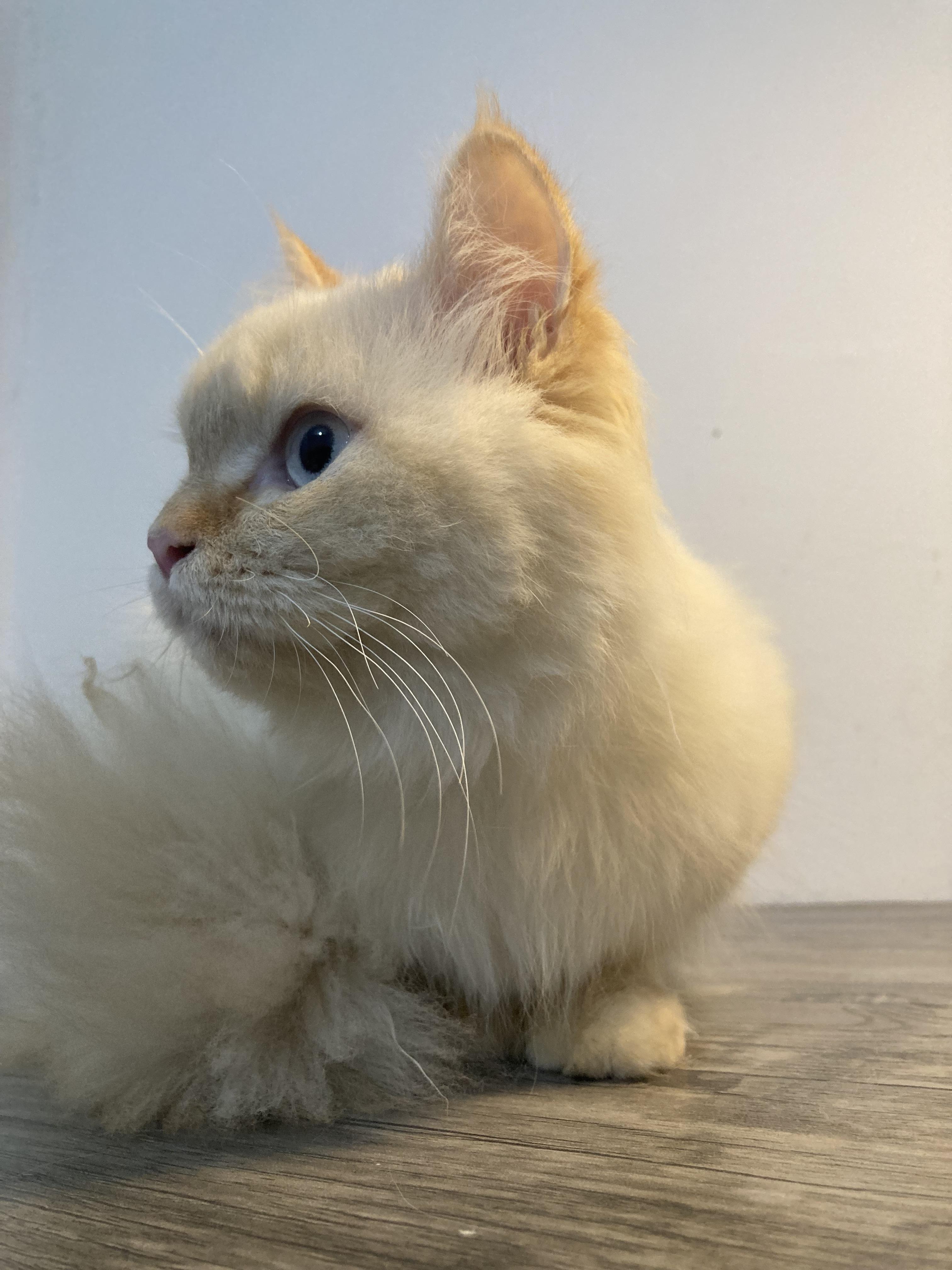 Enlarge Benny, a ADOPTABLE mixed breed in North York, ON image 6/6