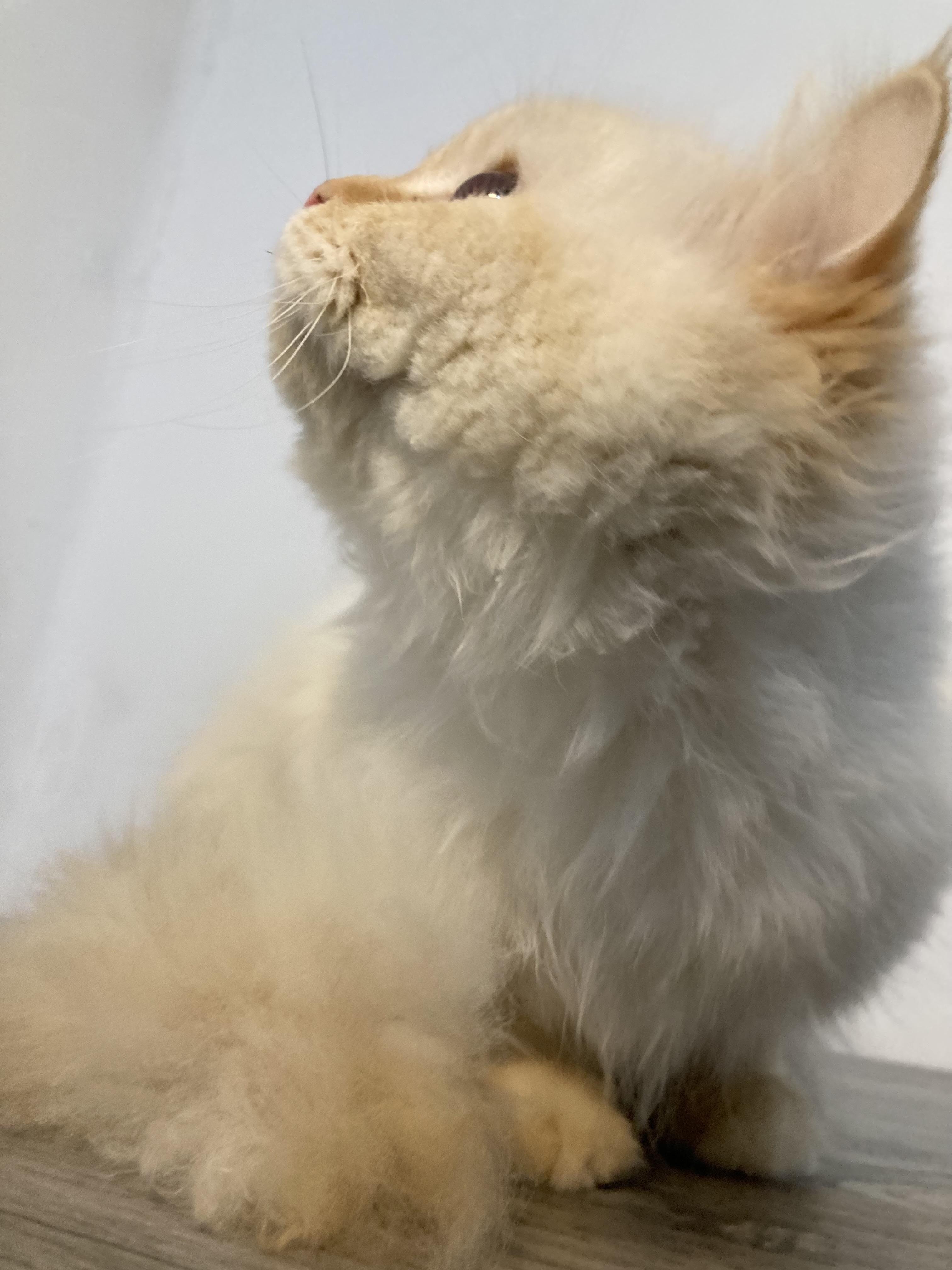 Enlarge Benny, a ADOPTABLE mixed breed in North York, ON image 3/6