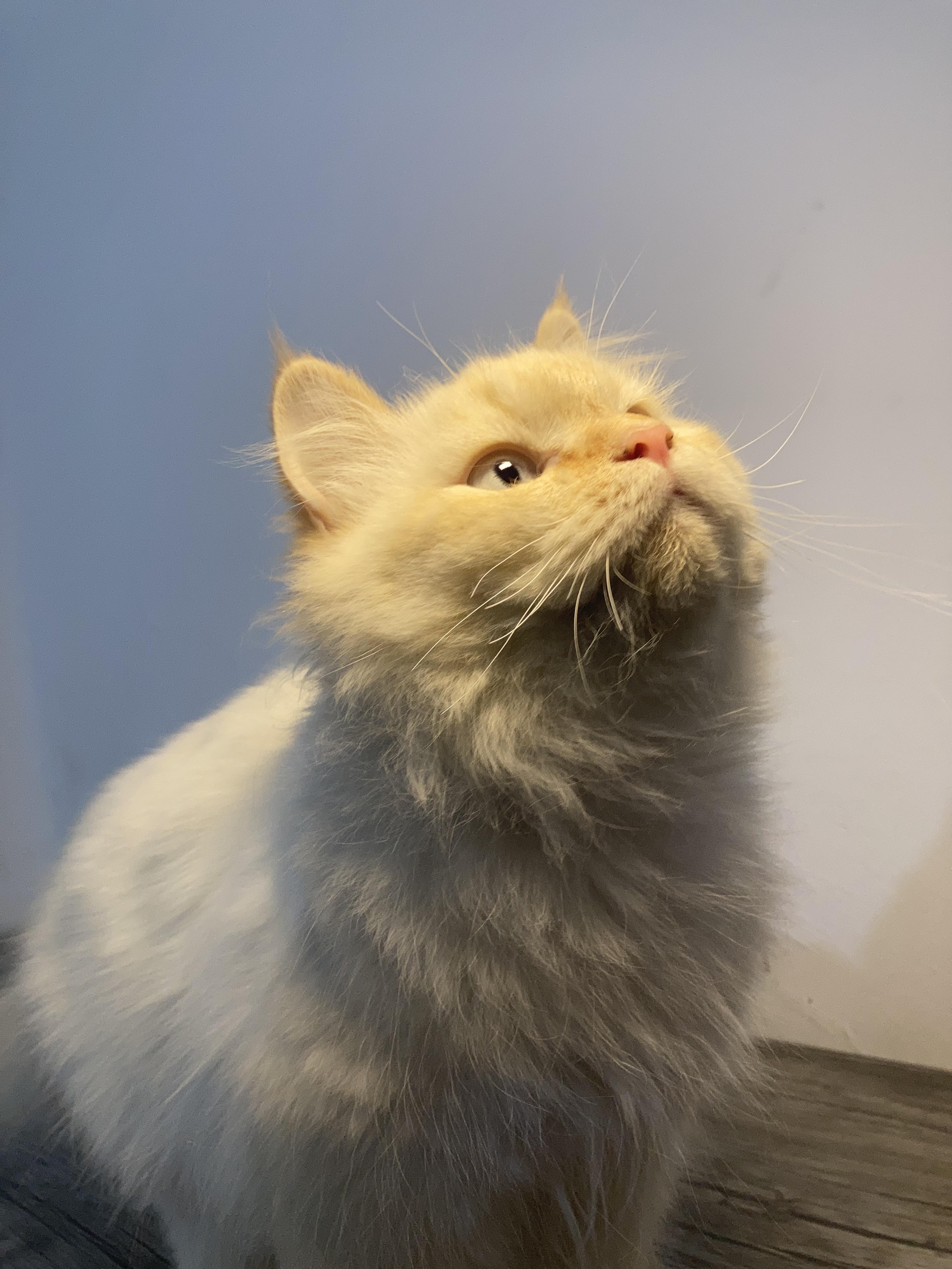 Benny, ADOPTABLE, Young Male Persian.