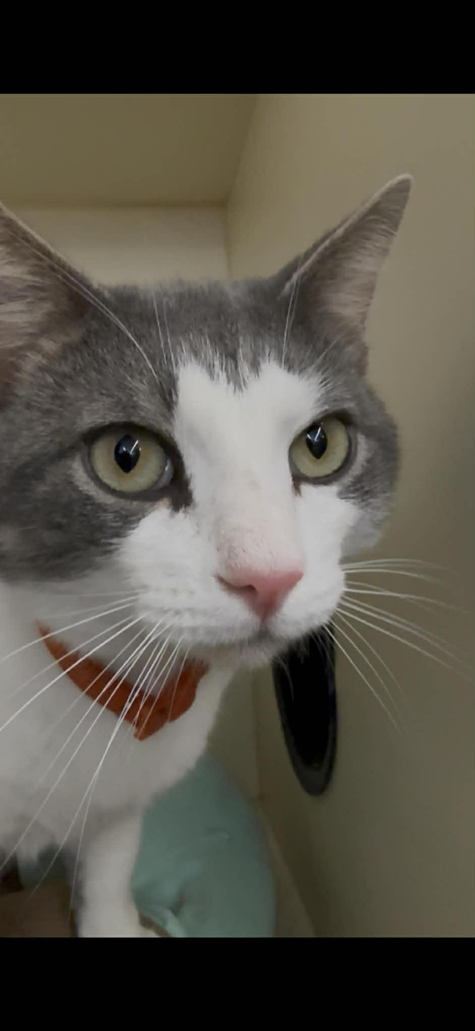 Smoky, adopted, Young Male Domestic Short Hair.