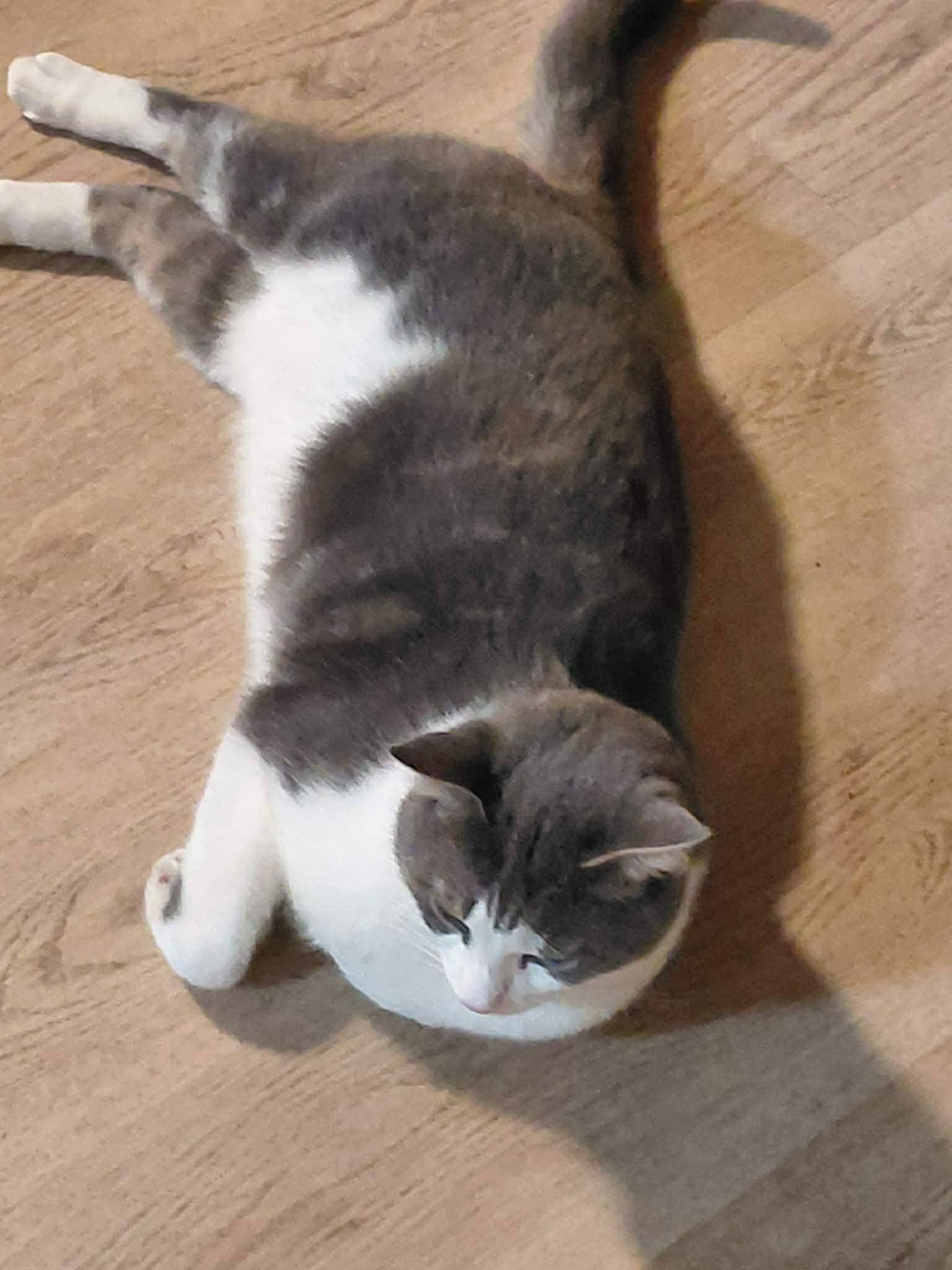 Enlarge Smoky, an adopted Domestic Short Hair in Beckley, WV image 4/4