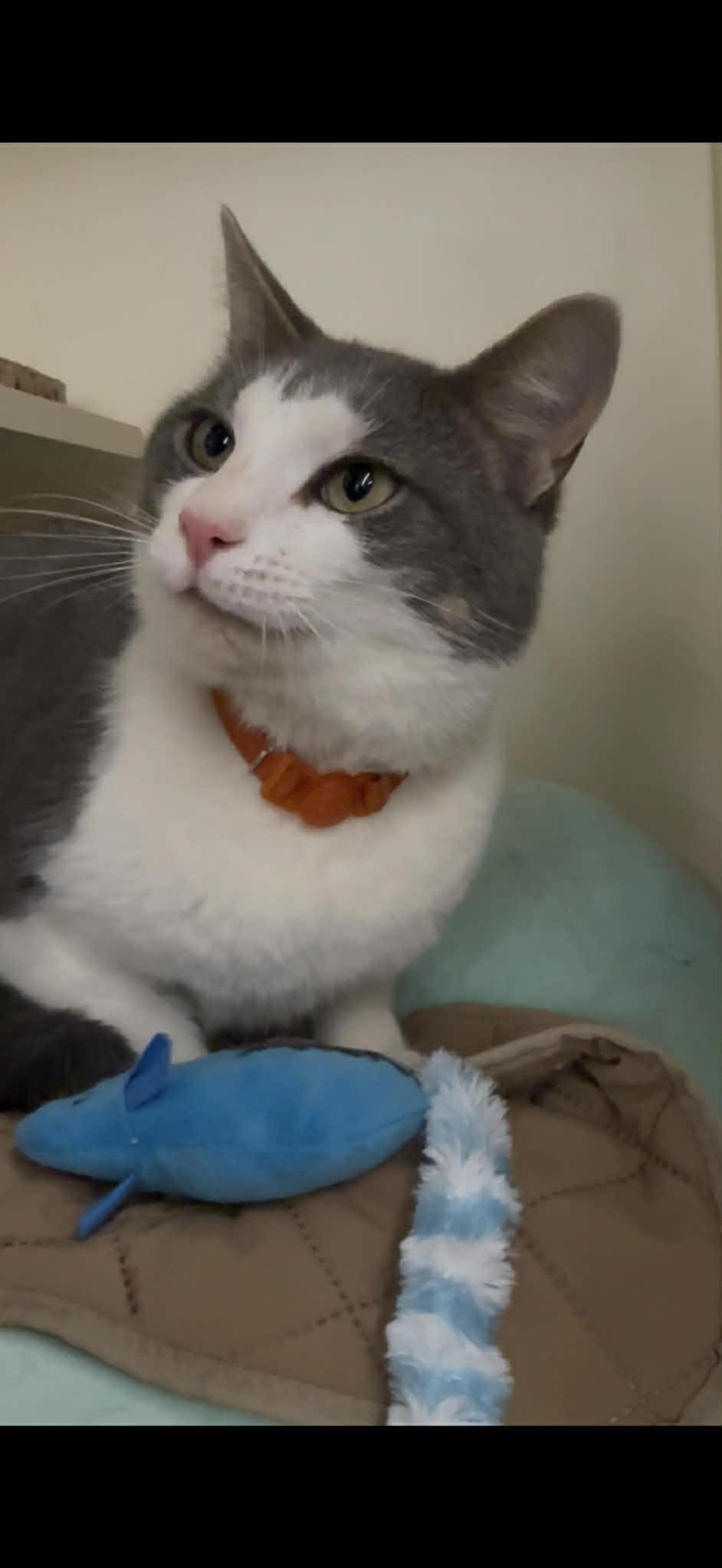 Enlarge Smoky, an adopted Domestic Short Hair in Beckley, WV image 3/4