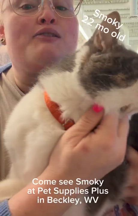 Enlarge Smoky, an adopted Domestic Short Hair in Beckley, WV video 2/4