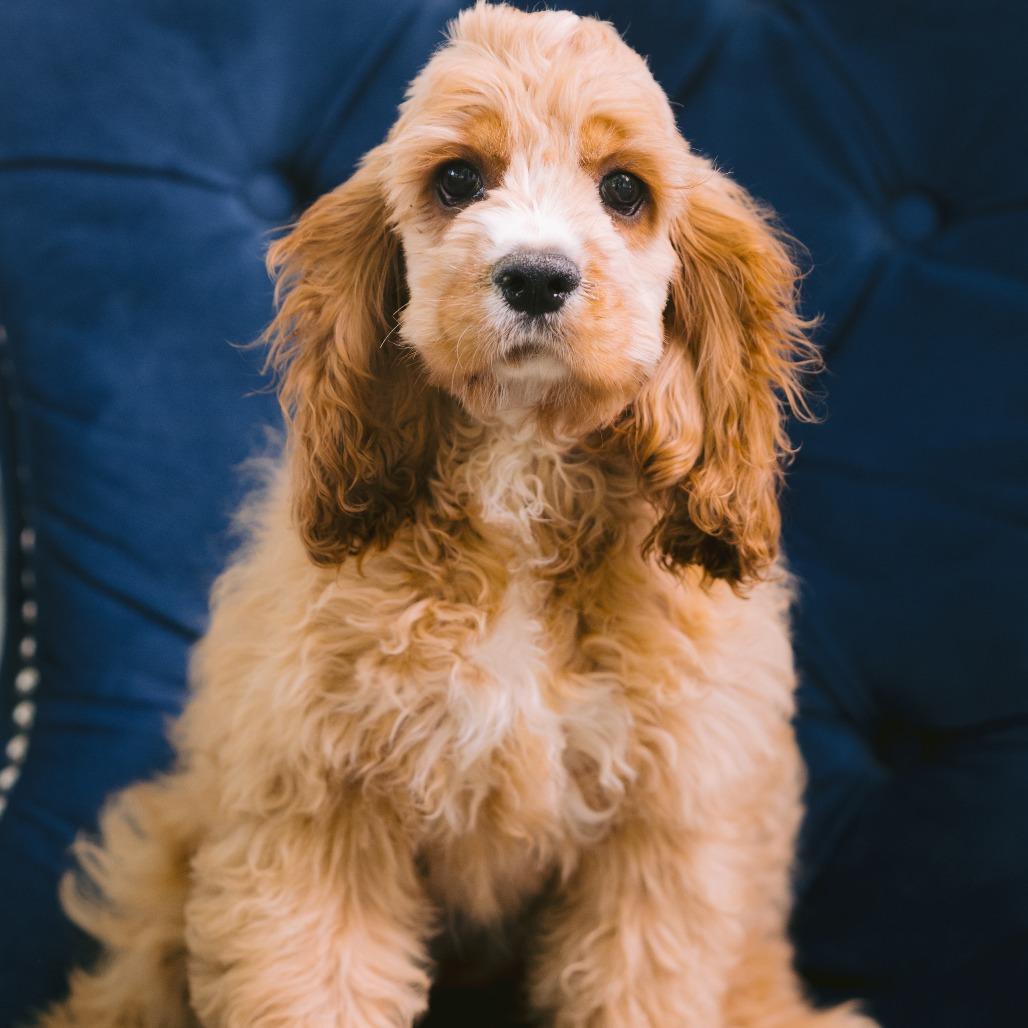 Casey, Adoptable, Puppy Male Cocker Spaniel.