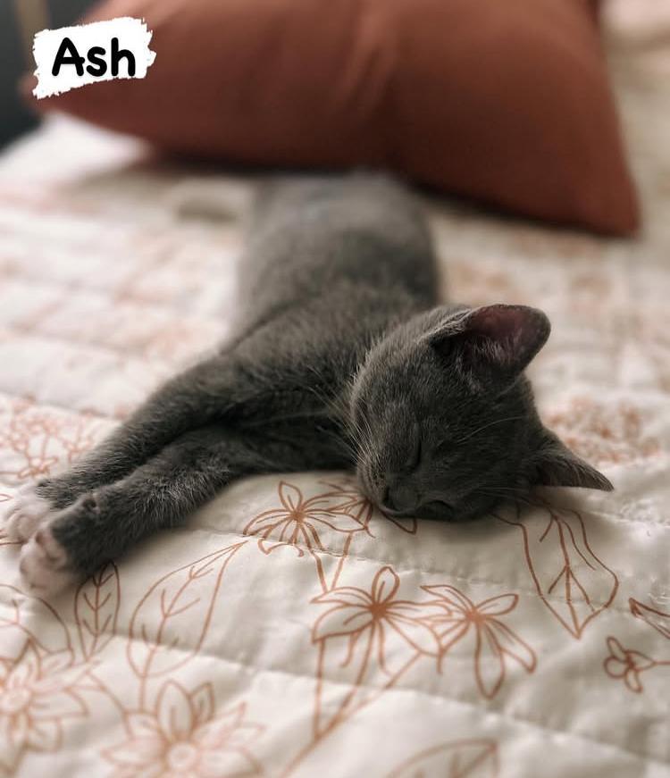 Ash