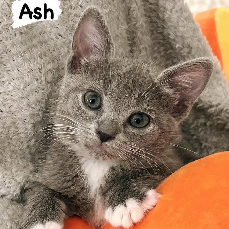 Ash is a gorgeous gray tuxedo girl born in mid-April 2025 with the same sweet