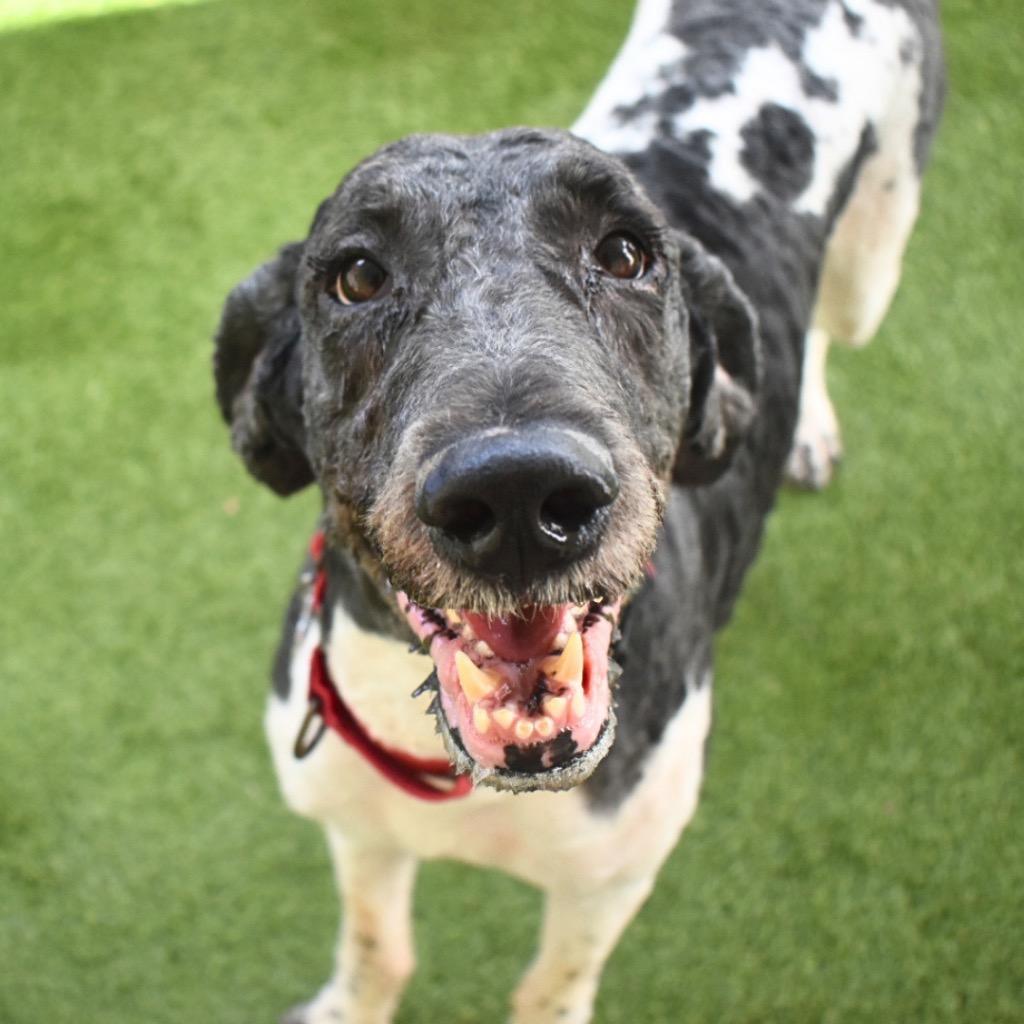 Oreo, Adoptable, Adult Male Poodle.