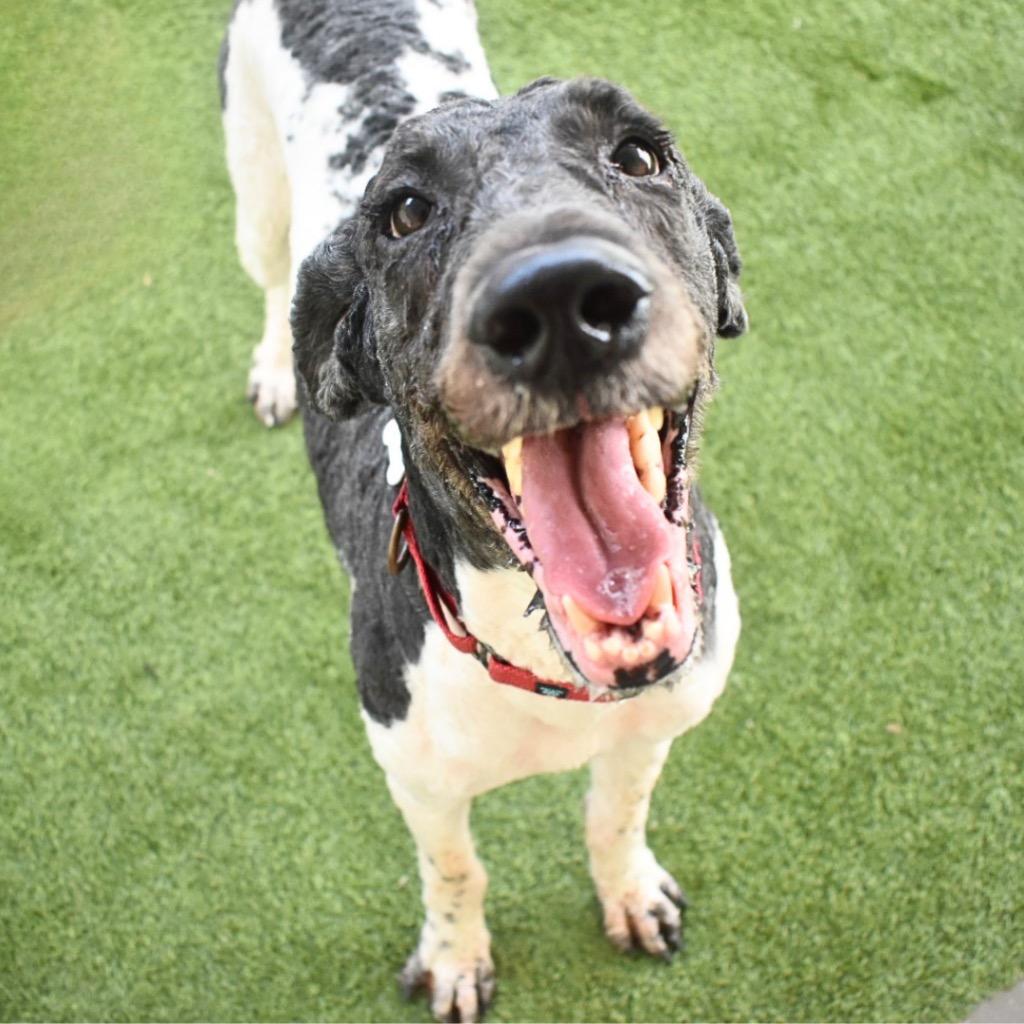 Enlarge Oreo, a Adoptable Poodle in Saint Petersburg, FL image 2/2