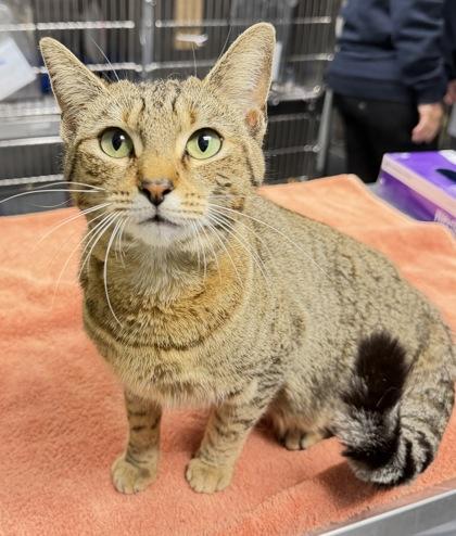 Alice, Adoptable, Young Female Domestic Short Hair & Domestic Short Hair.