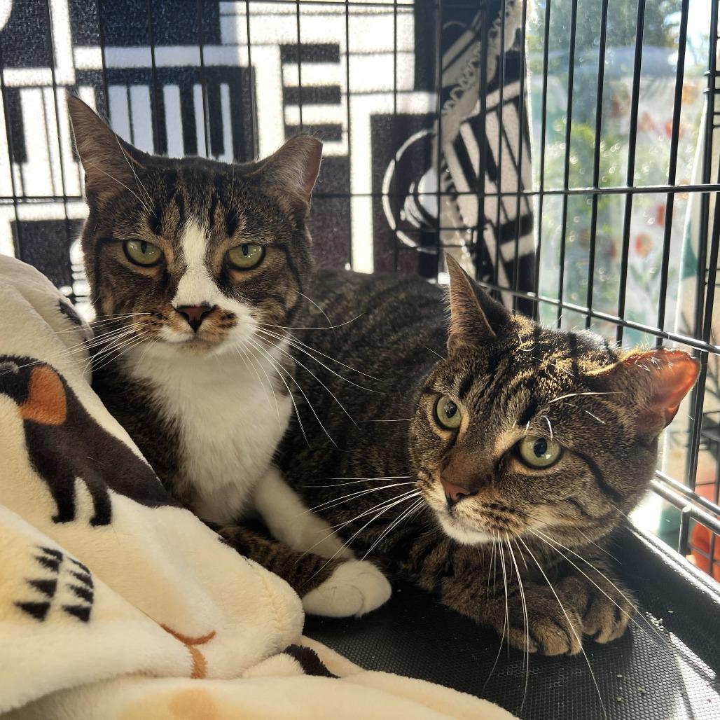 Enlarge Penelope, a Adoptable Domestic Short Hair in Deerfield, IL image 1/2