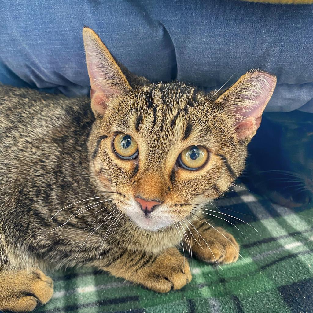 Enlarge Penelope, a Adoptable Domestic Short Hair in Deerfield, IL image 2/2
