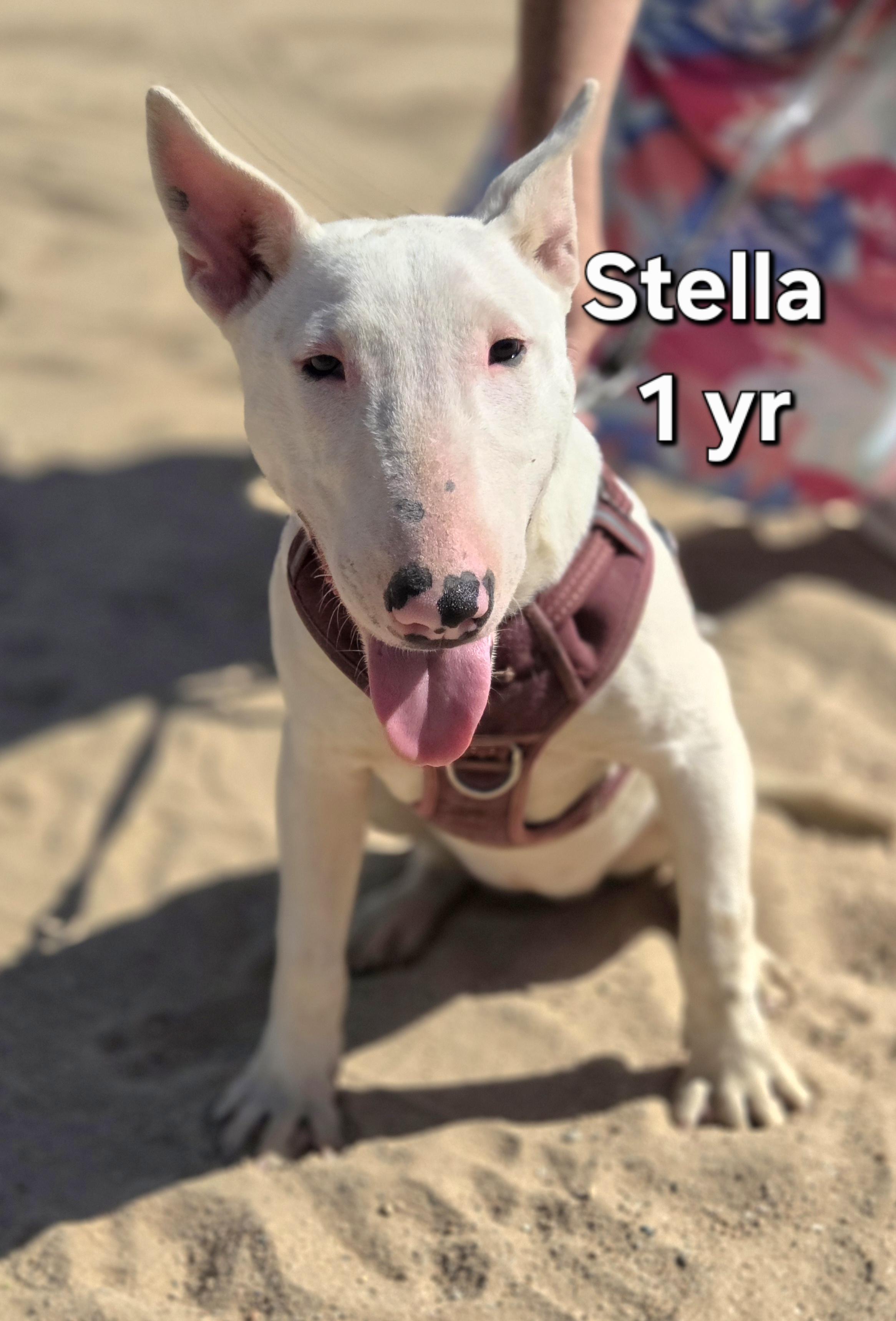 Stella, ADOPTABLE, Young Female Bull Terrier.