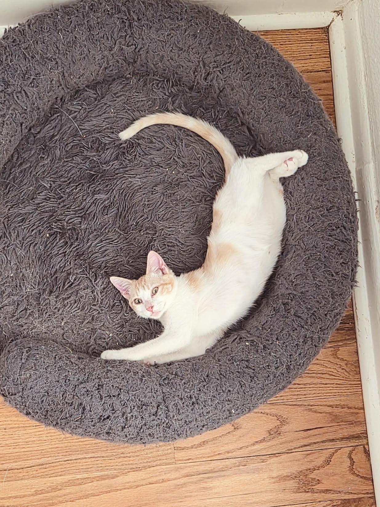 Enlarge Syx, a Adoptable Domestic Short Hair in Colorado Springs, CO image 3/4