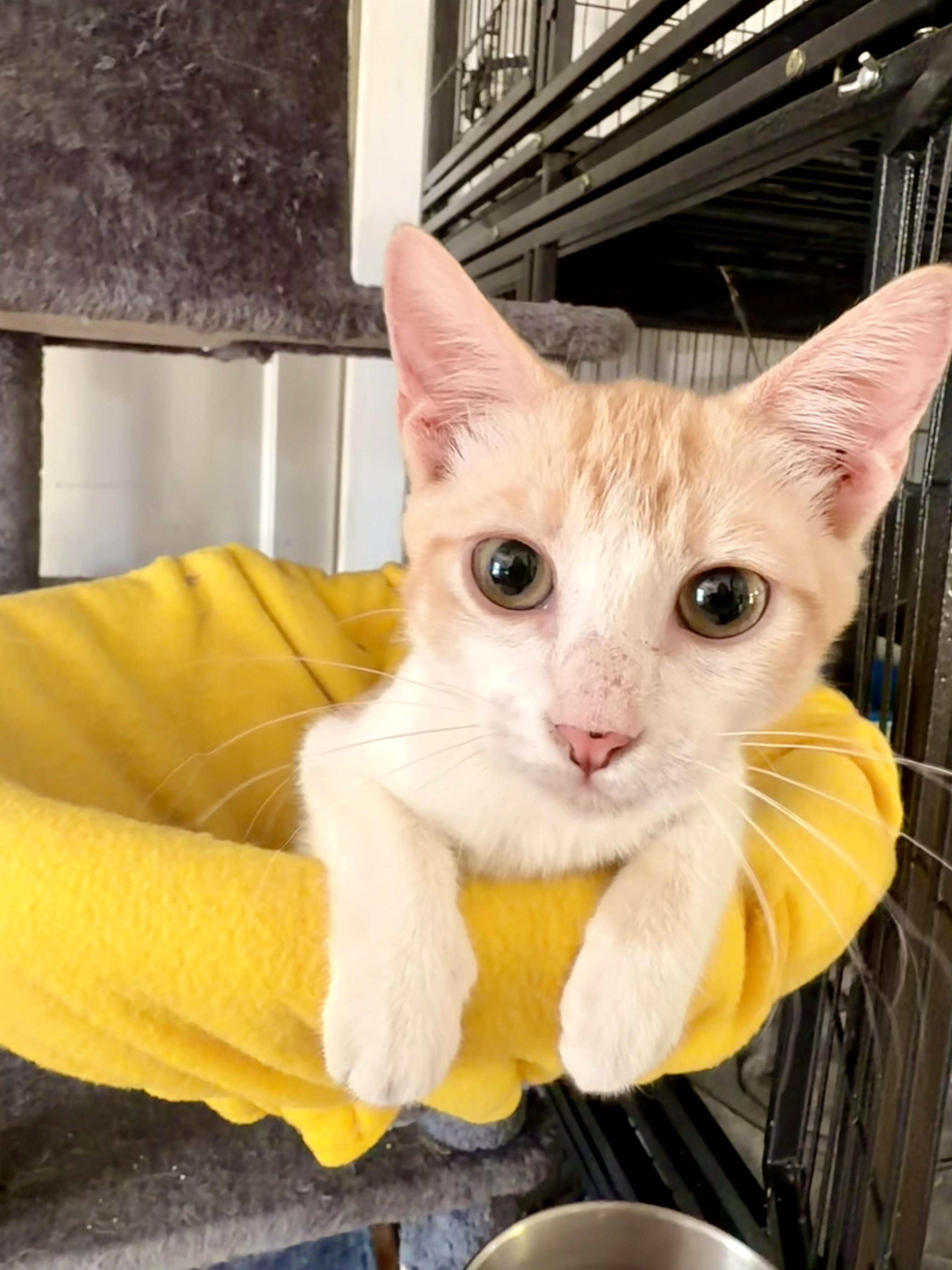 Enlarge Syx, a Adoptable Domestic Short Hair in Colorado Springs, CO image 1/4