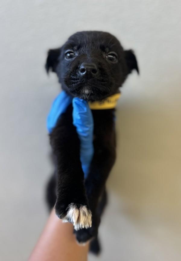 Bruiser, Adoptable, Puppy Male Shepherd.
