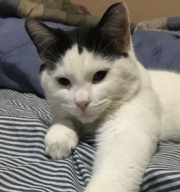 Enlarge POE, an adopted Domestic Short Hair in Tillsonburg, ON image 5/5