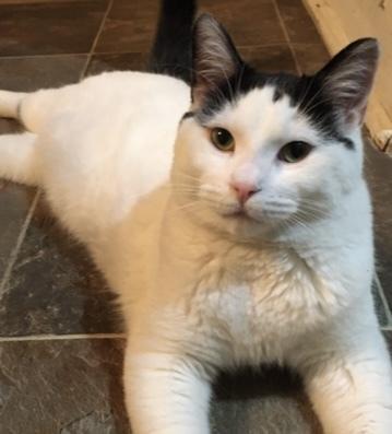Enlarge POE, an adopted Domestic Short Hair in Tillsonburg, ON image 2/5