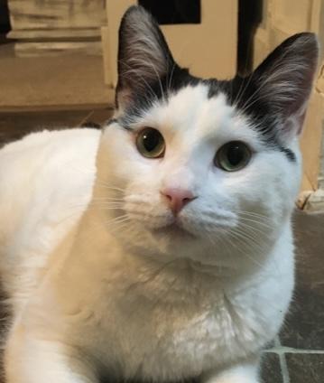 Enlarge POE, an adopted Domestic Short Hair in Tillsonburg, ON image 1/5