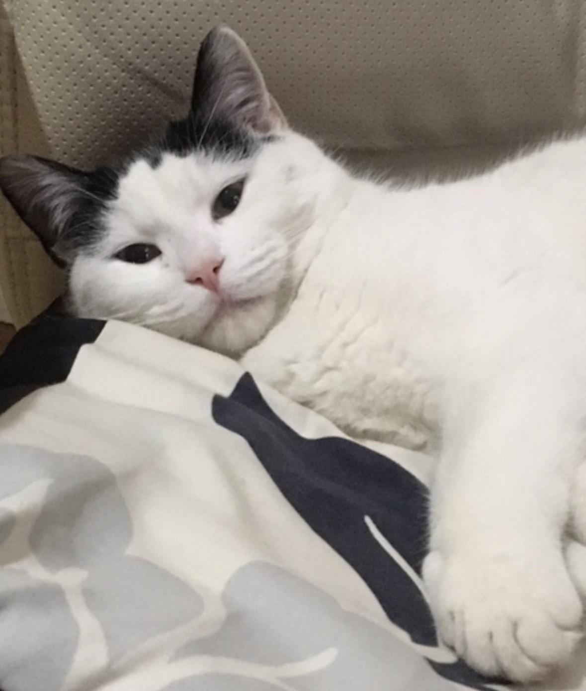 Enlarge POE, an adopted Domestic Short Hair in Tillsonburg, ON image 3/5