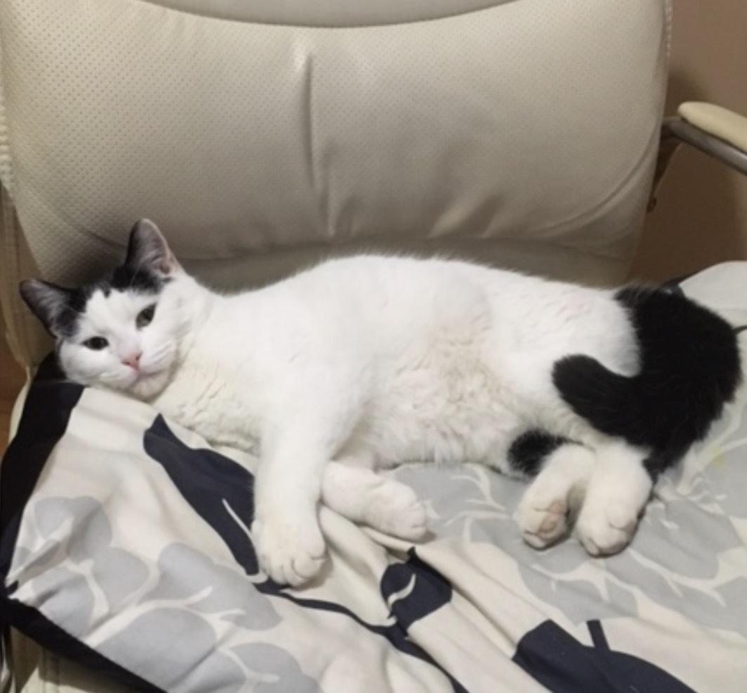 Enlarge POE, an adopted Domestic Short Hair in Tillsonburg, ON image 4/5