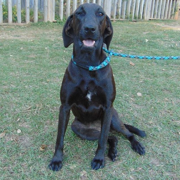 Annie, a Adopted mixed breed in Waverly, AL image 1/2