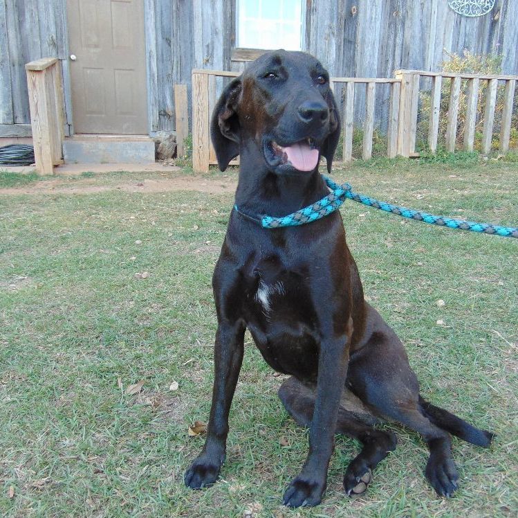 Annie, a Adopted mixed breed in Waverly, AL image 2/2