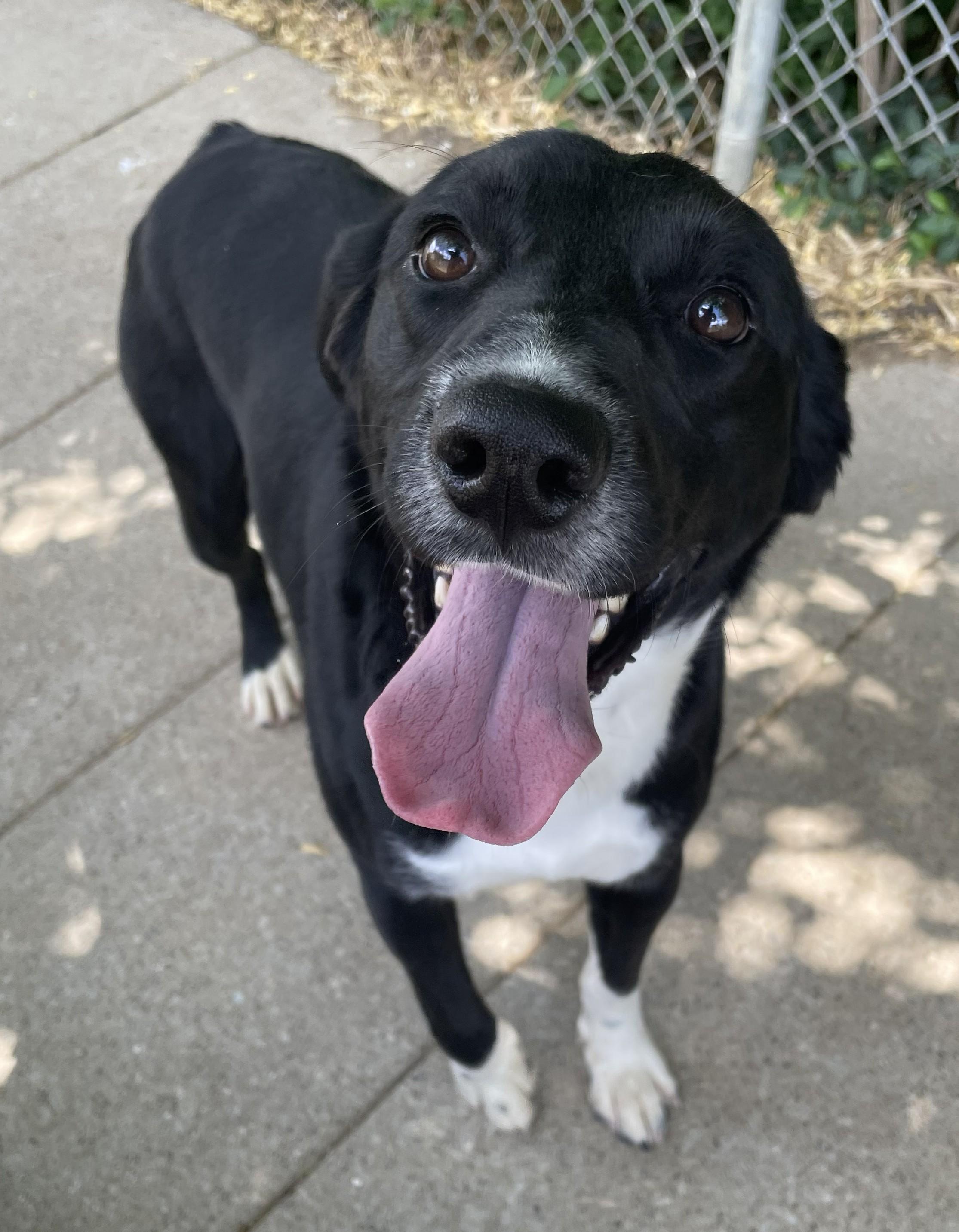 Enlarge Eastland, a Adoptable Border Collie in Mount Sterling, KY image 1/5