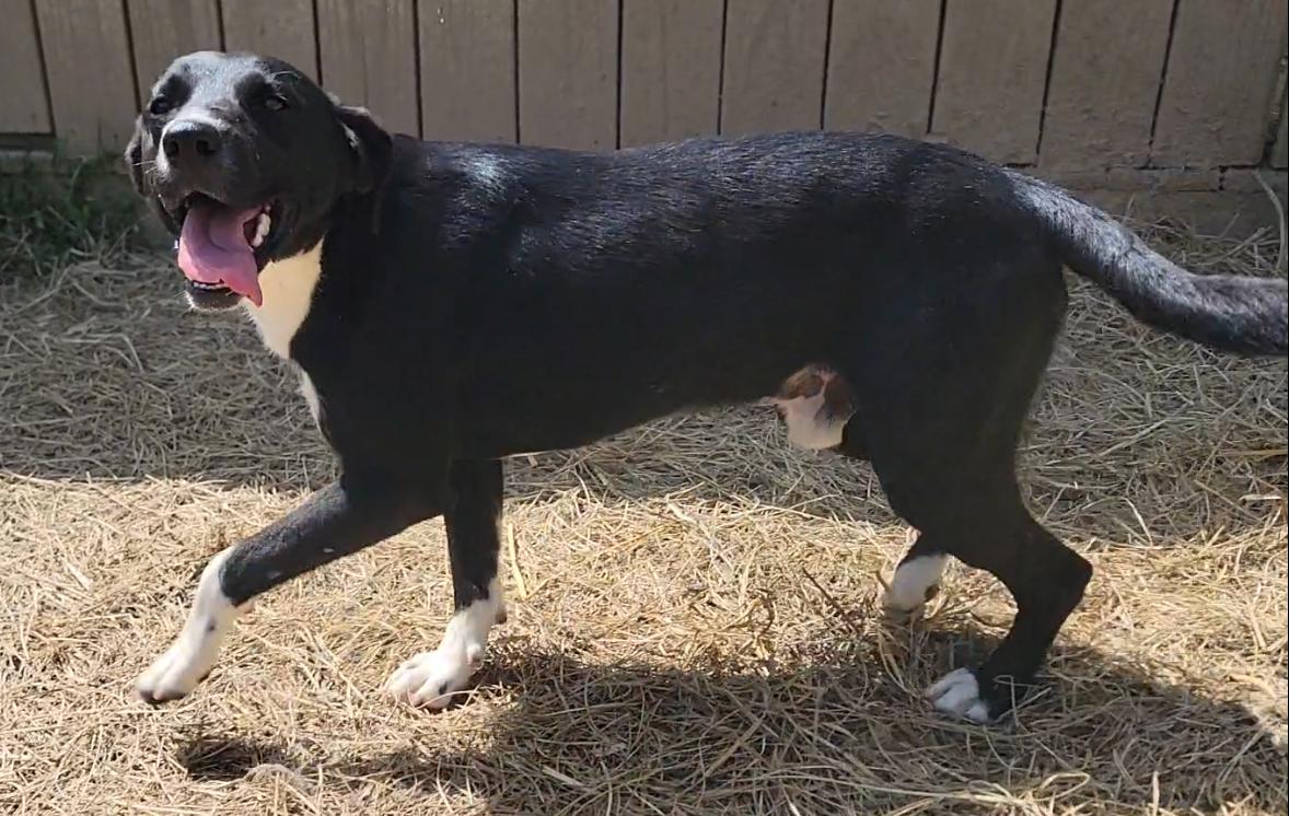 Enlarge Eastland, a Adoptable Border Collie in Mount Sterling, KY image 2/5