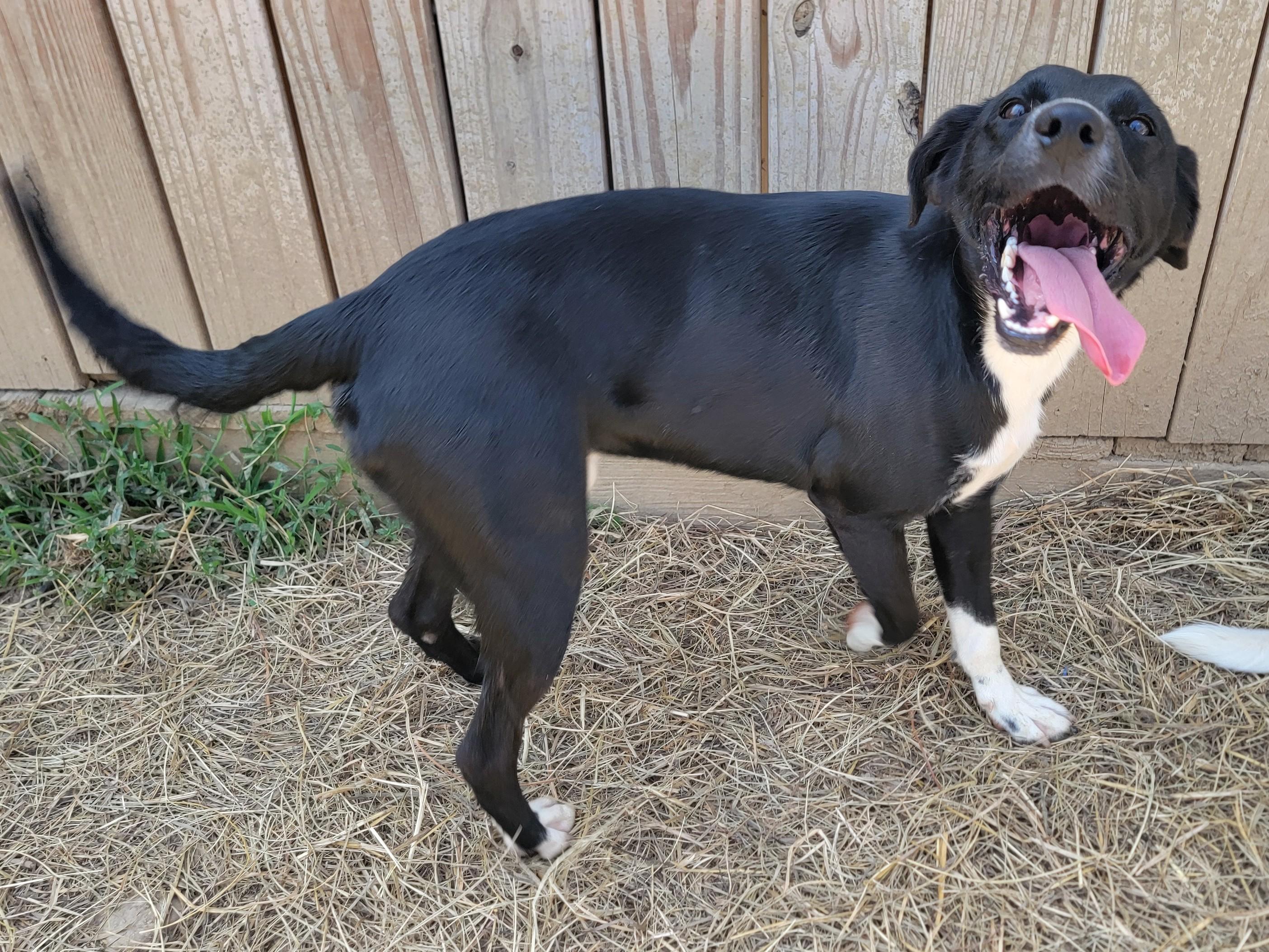 Enlarge Eastland, a Adoptable Border Collie in Mount Sterling, KY image 5/5