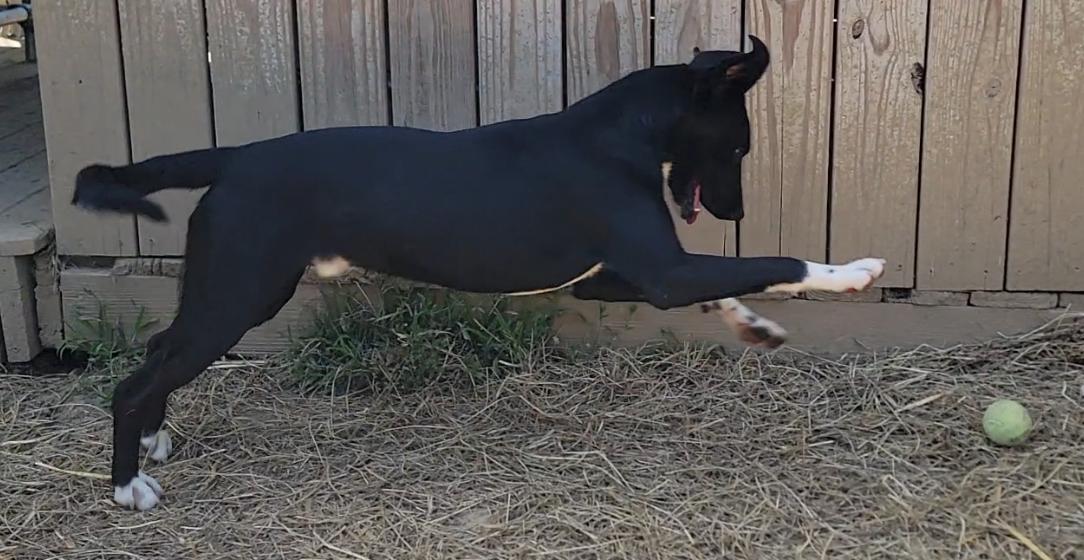 Enlarge Eastland, a Adoptable Border Collie in Mount Sterling, KY image 4/5