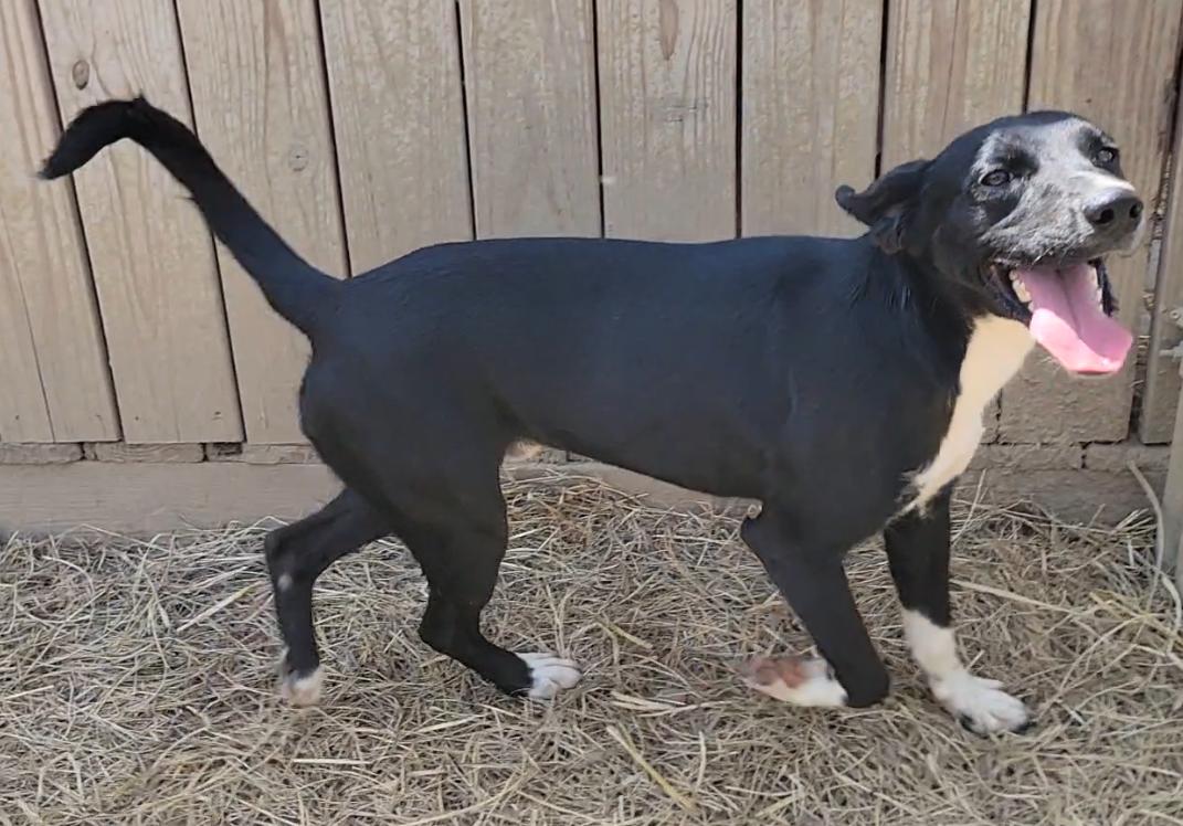 Enlarge Eastland, a Adoptable Border Collie in Mount Sterling, KY image 3/5
