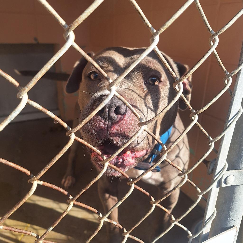 Titan, Adoptable, Young Male Pit Bull Terrier.