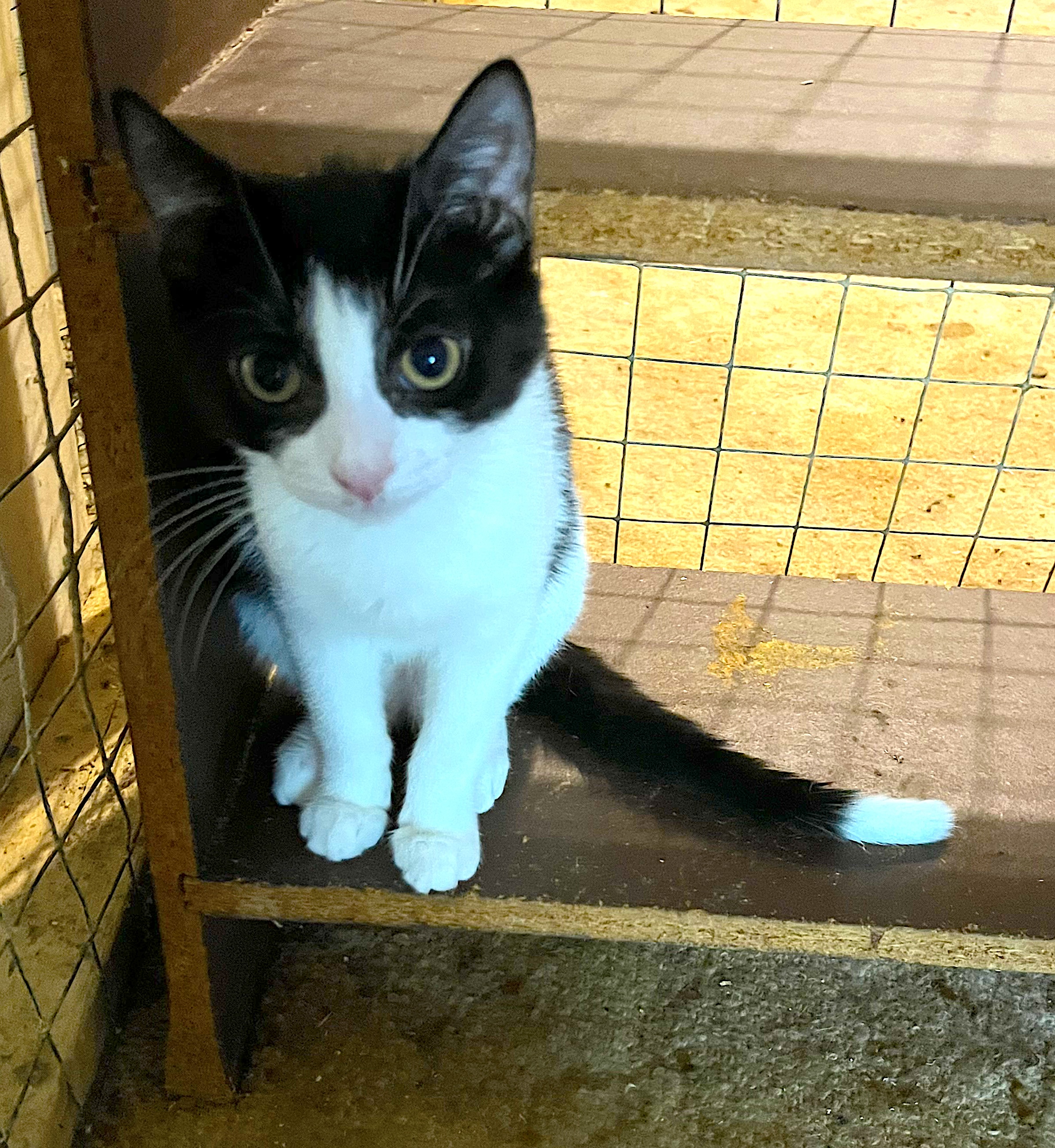 Calista, Adoptable, Young Female Domestic Short Hair.