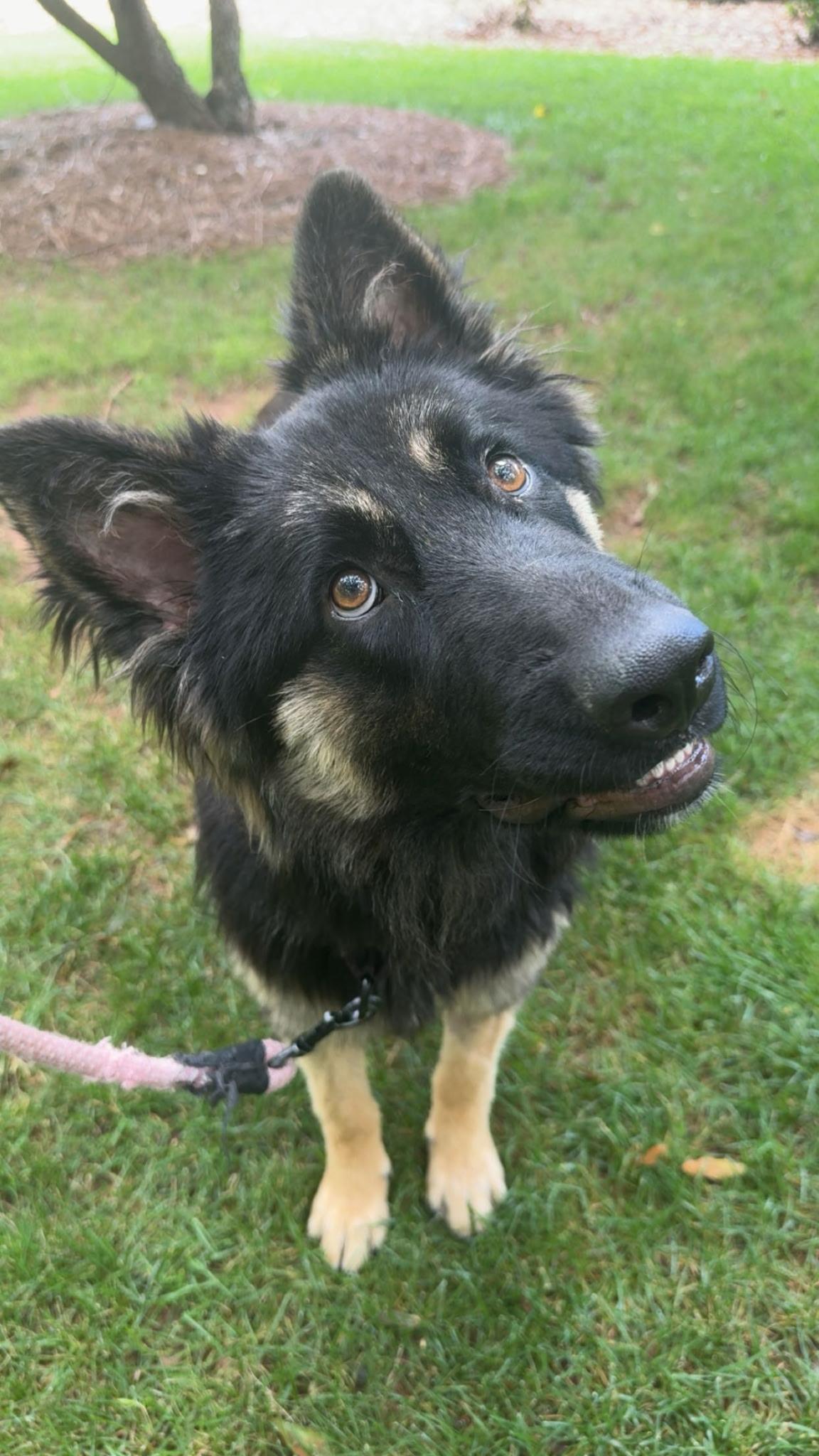 Riley, Adopted, Young Male German Shepherd Dog.