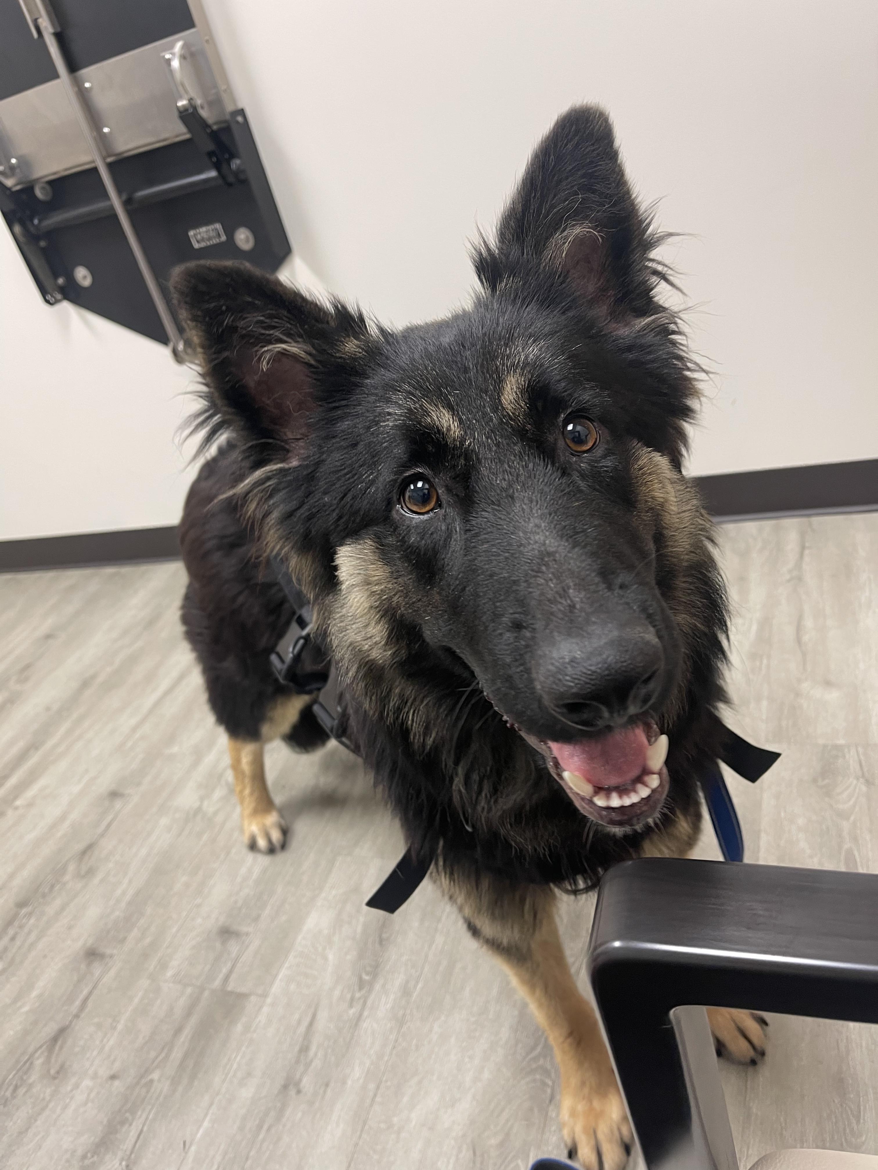 Enlarge Riley, a Adopted mixed breed in Charlotte, NC image 2/5