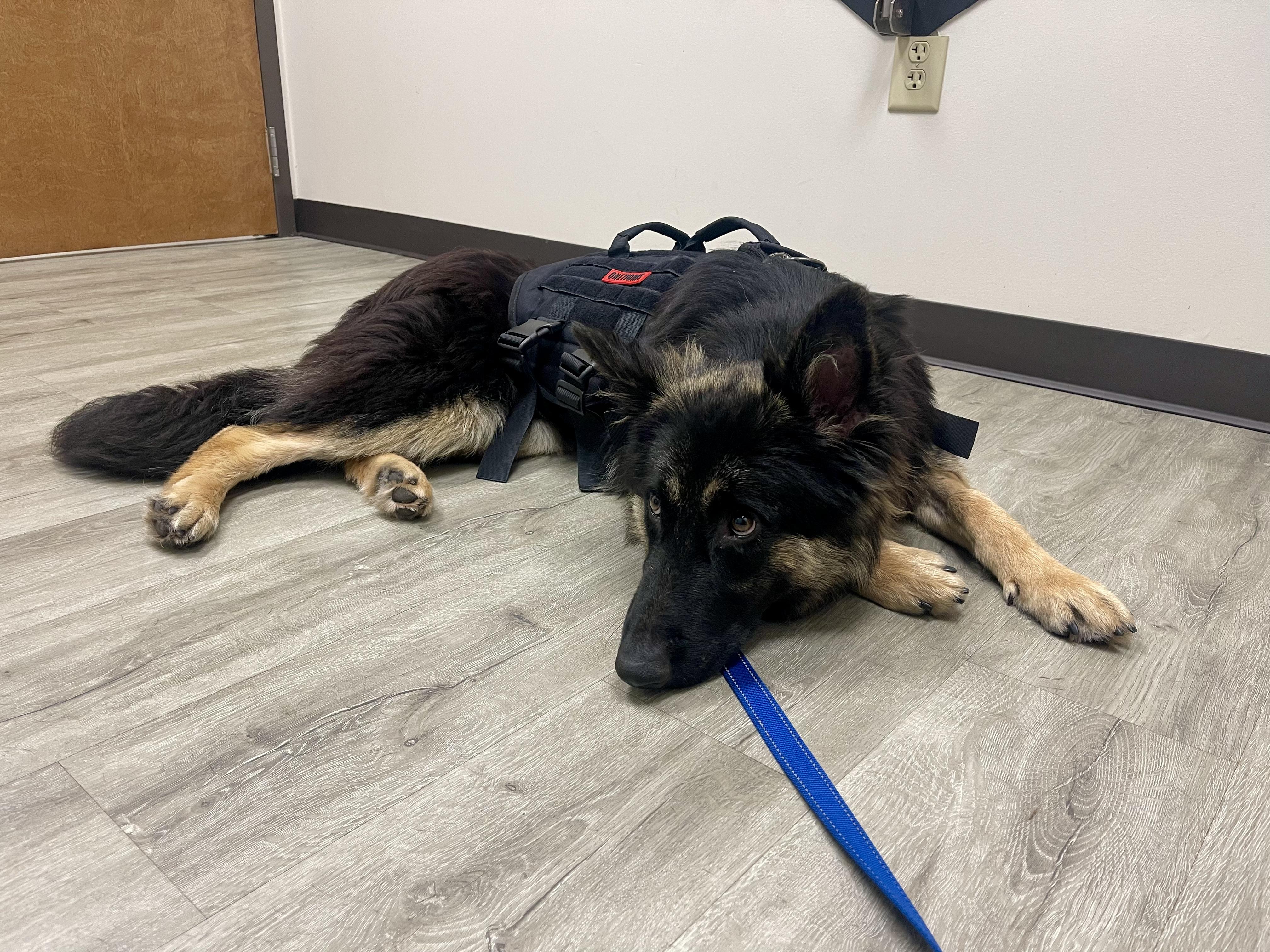 Enlarge Riley, a Adopted mixed breed in Charlotte, NC image 4/5