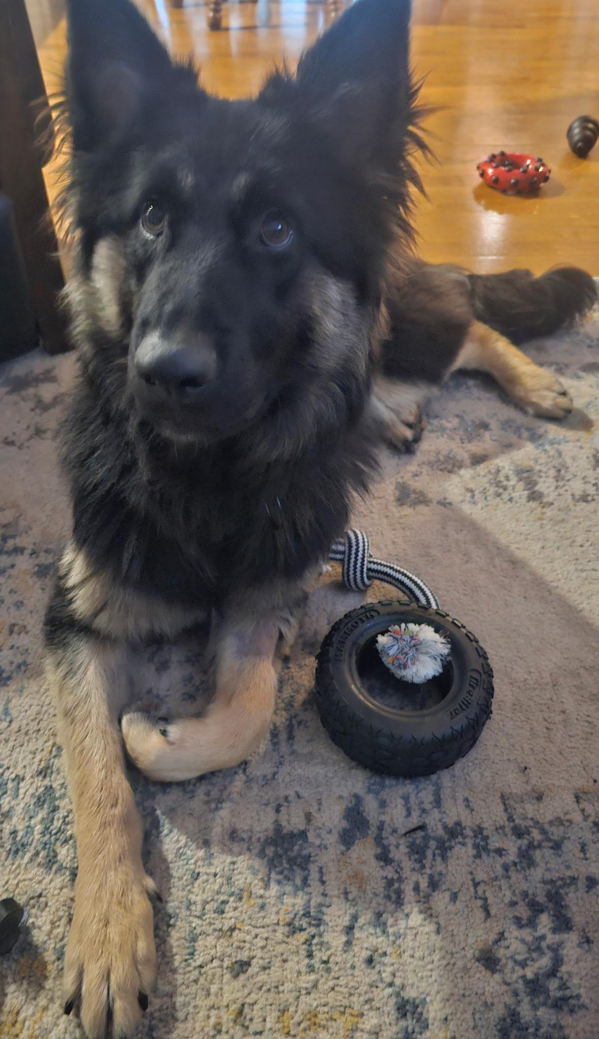 Enlarge Riley, a Adopted mixed breed in Charlotte, NC image 5/5