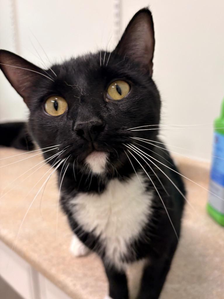 Bonsai, a Adoptable mixed breed in Fall River, MA image 5/6