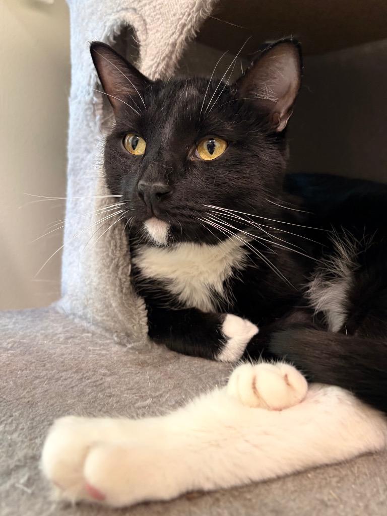 Bonsai, a Adoptable mixed breed in Fall River, MA image 6/6