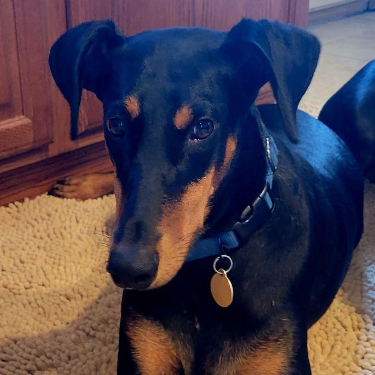 Enlarge Kimble, a Adopted Doberman Pinscher in Columbus, OH image 1/3