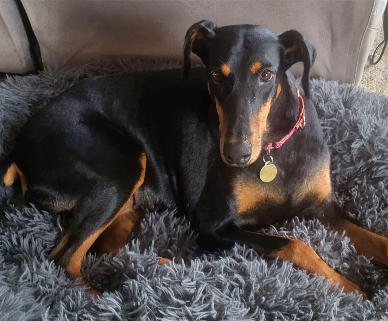 Enlarge Kimble, a Adopted Doberman Pinscher in Columbus, OH image 2/3