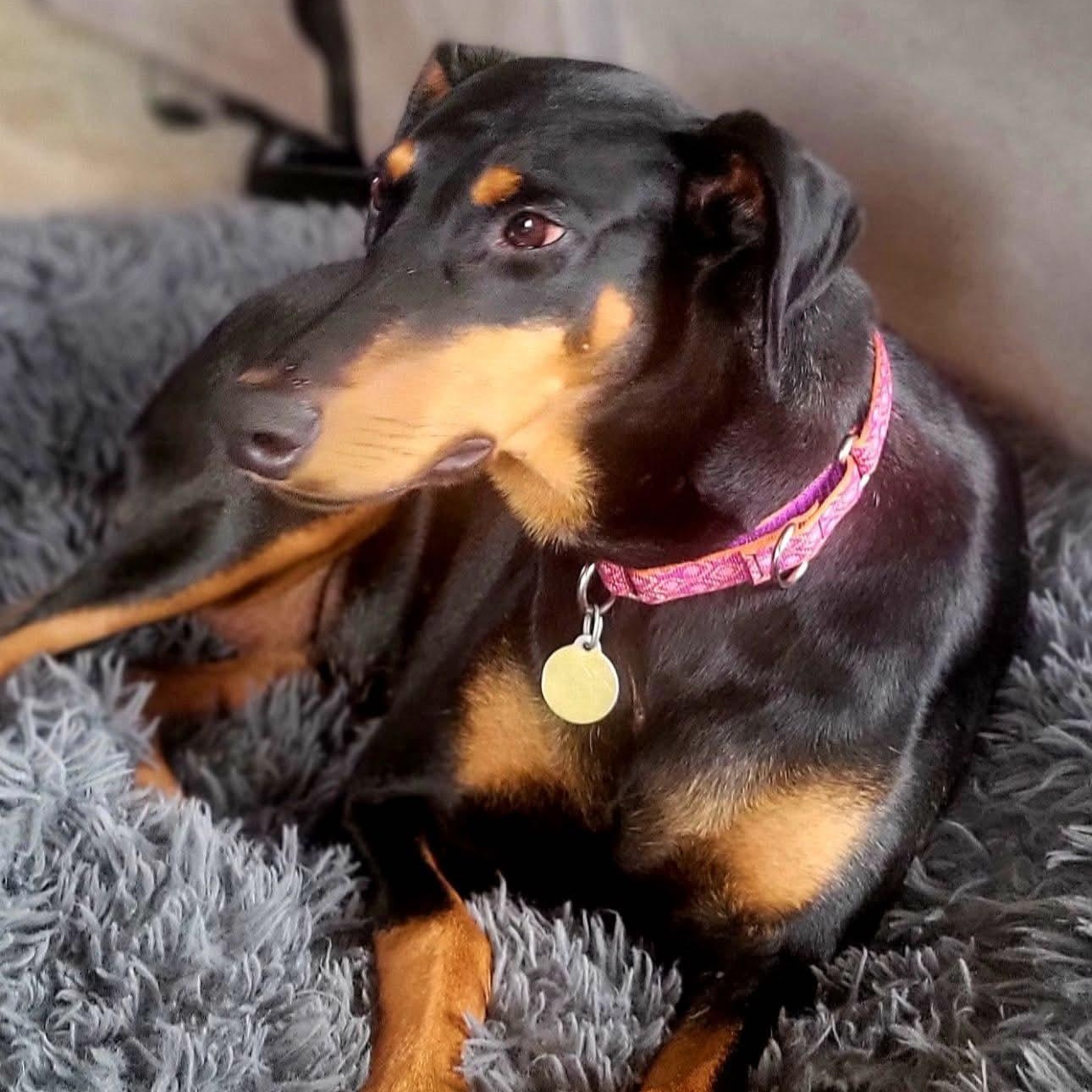 Enlarge Kimble, a Adopted Doberman Pinscher in Columbus, OH image 3/3