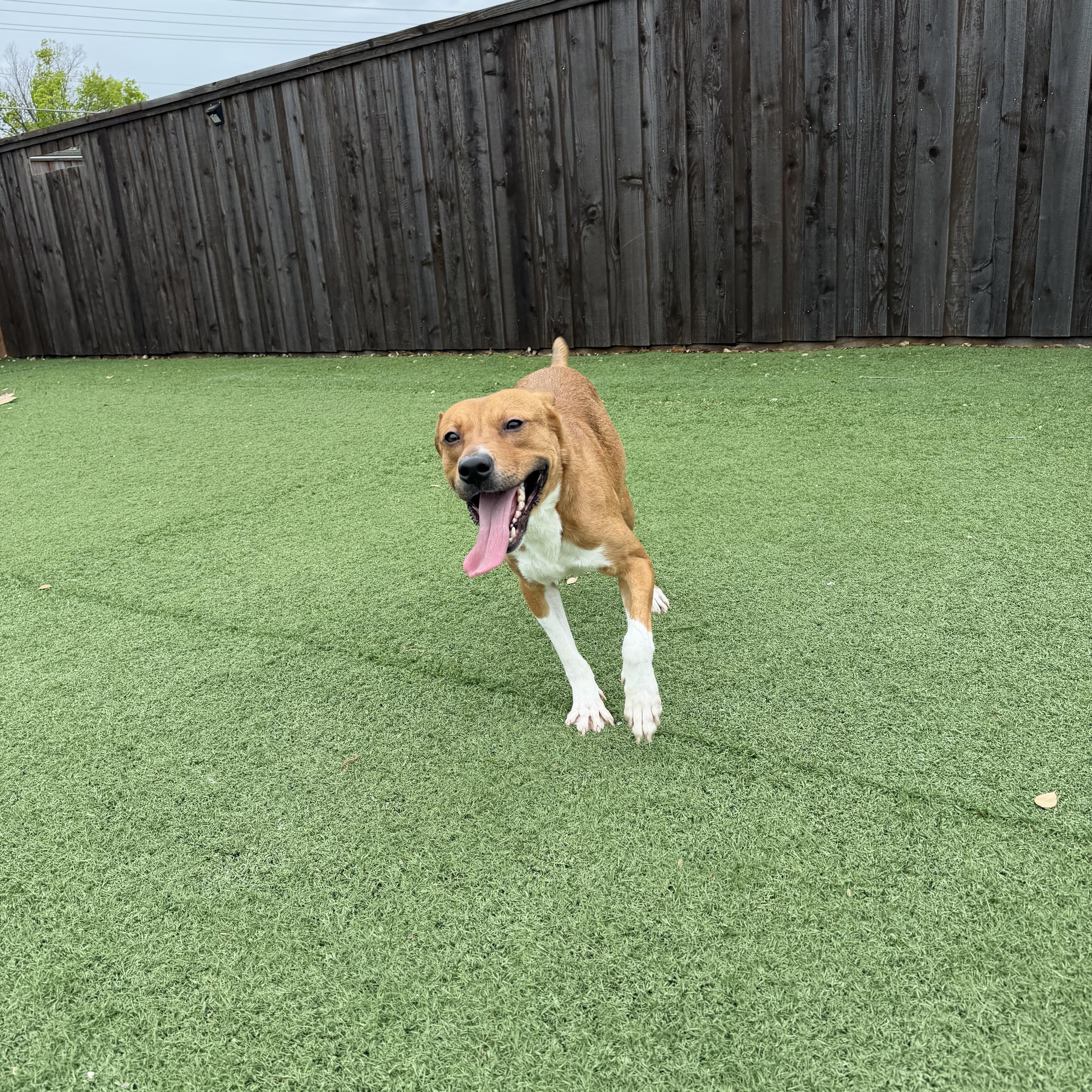 Enlarge Nash, a Adoptable mixed breed in Portland, OR image 2/6