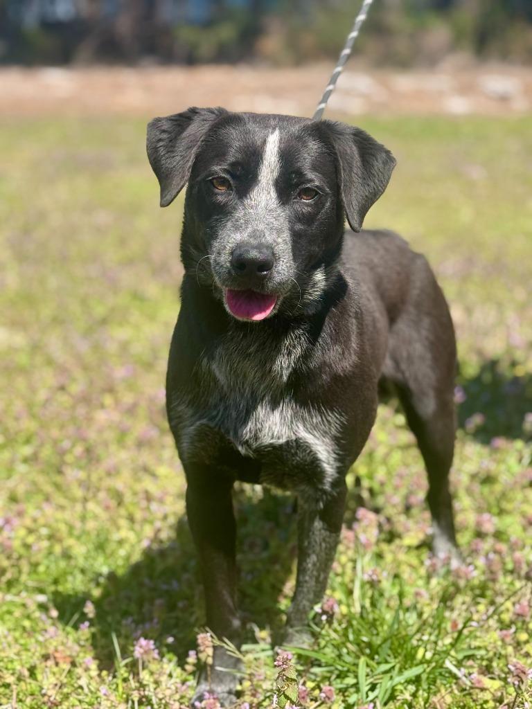 Enlarge Chili, a Adoptable mixed breed in Russellville, KY image 4/6