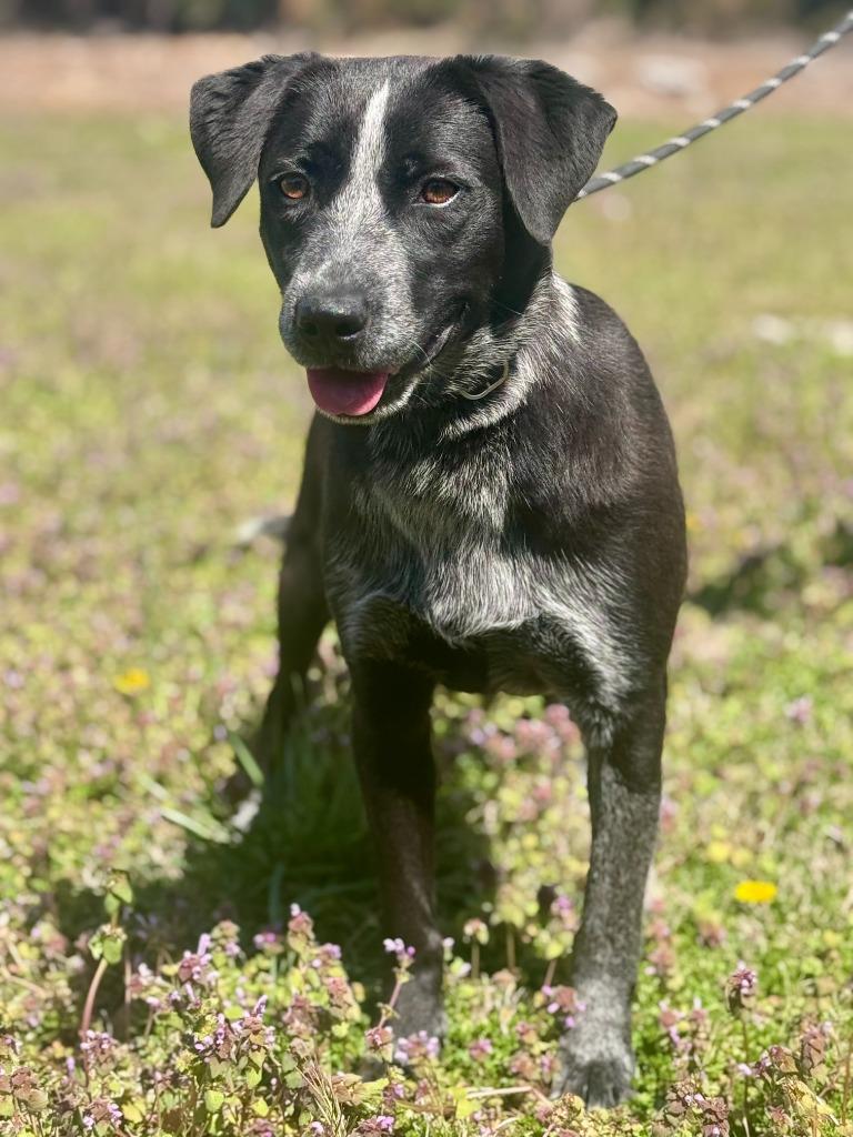 Enlarge Chili, a Adoptable mixed breed in Russellville, KY image 5/6