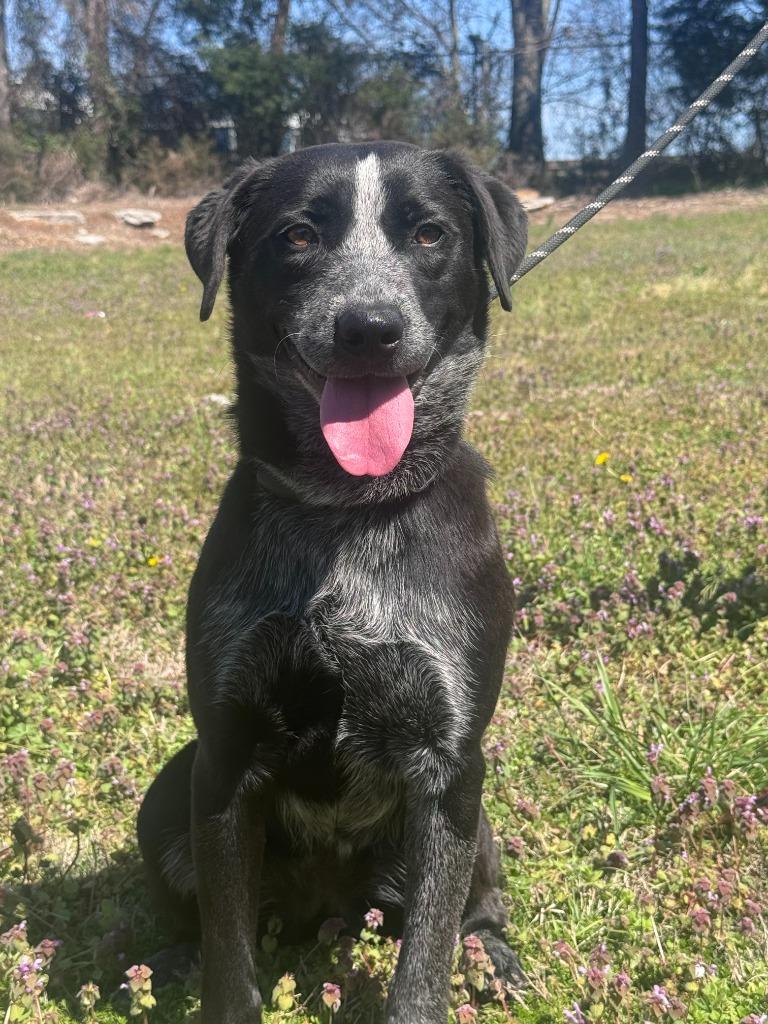 Enlarge Chili, a Adoptable mixed breed in Russellville, KY image 6/6