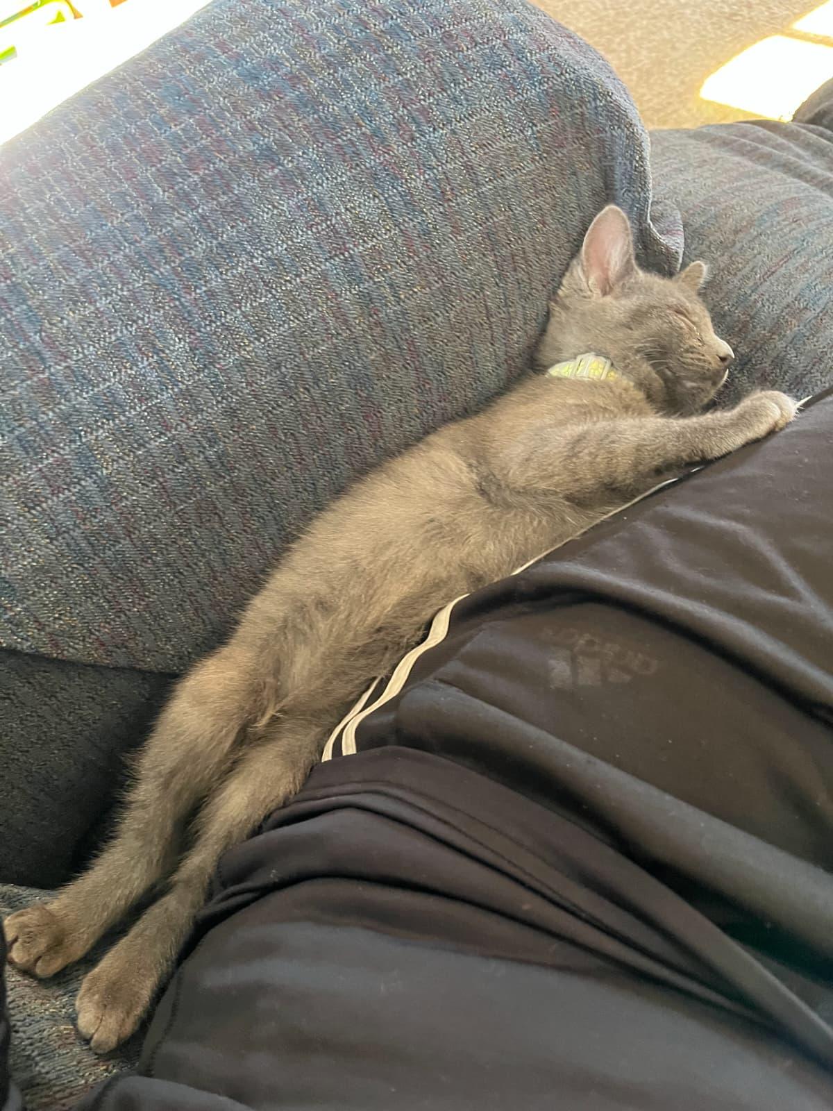 Enlarge Gingerbread, an adopted Domestic Short Hair in Odenton, MD image 1/2